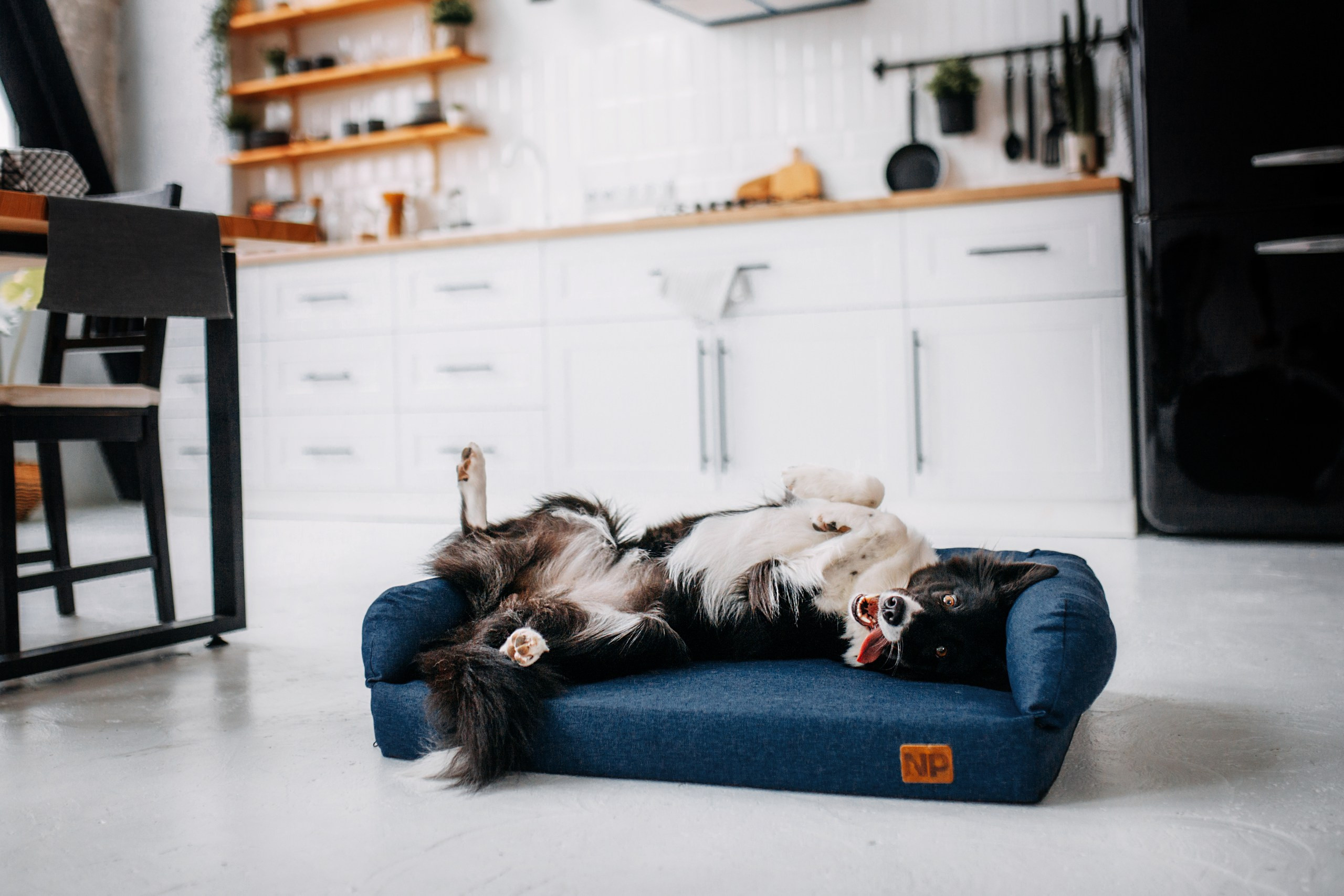 Noble Pet (зйомка лежанок). Фотограф-анімаліст Київ