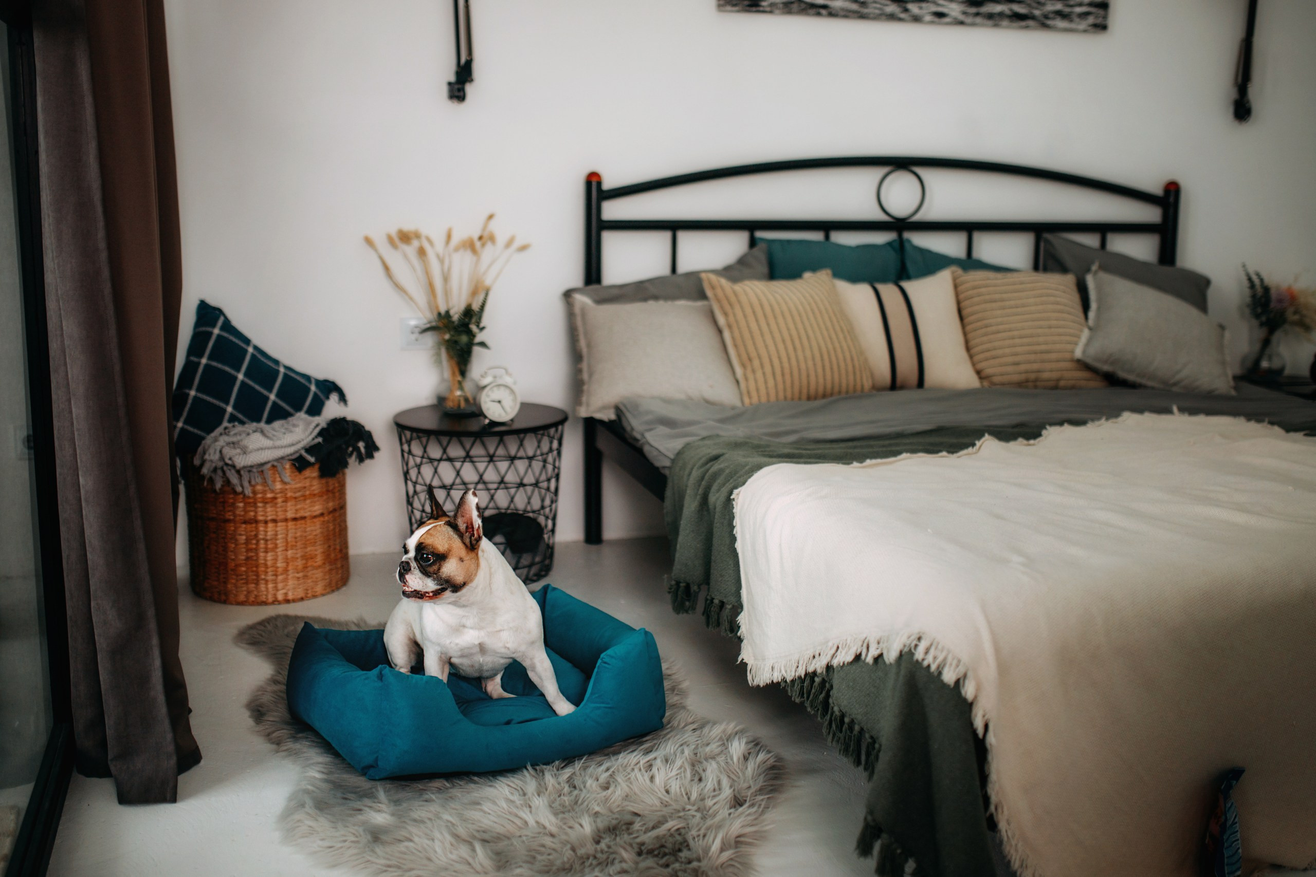 Noble Pet (зйомка лежанок). Фотограф-анімаліст Київ