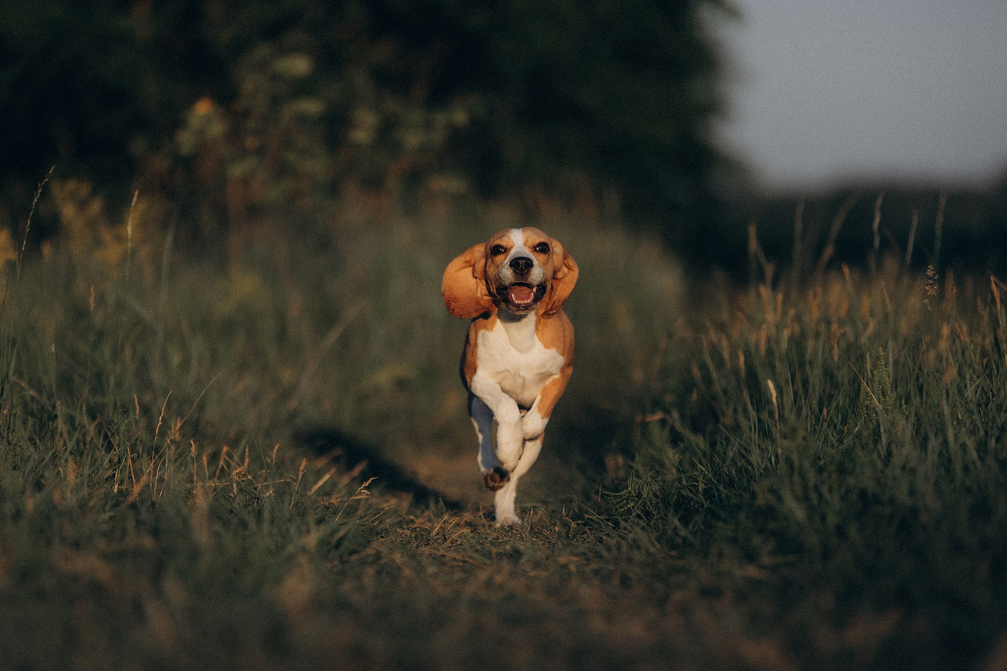 Родина Рей. Фотограф-анімаліст Київ