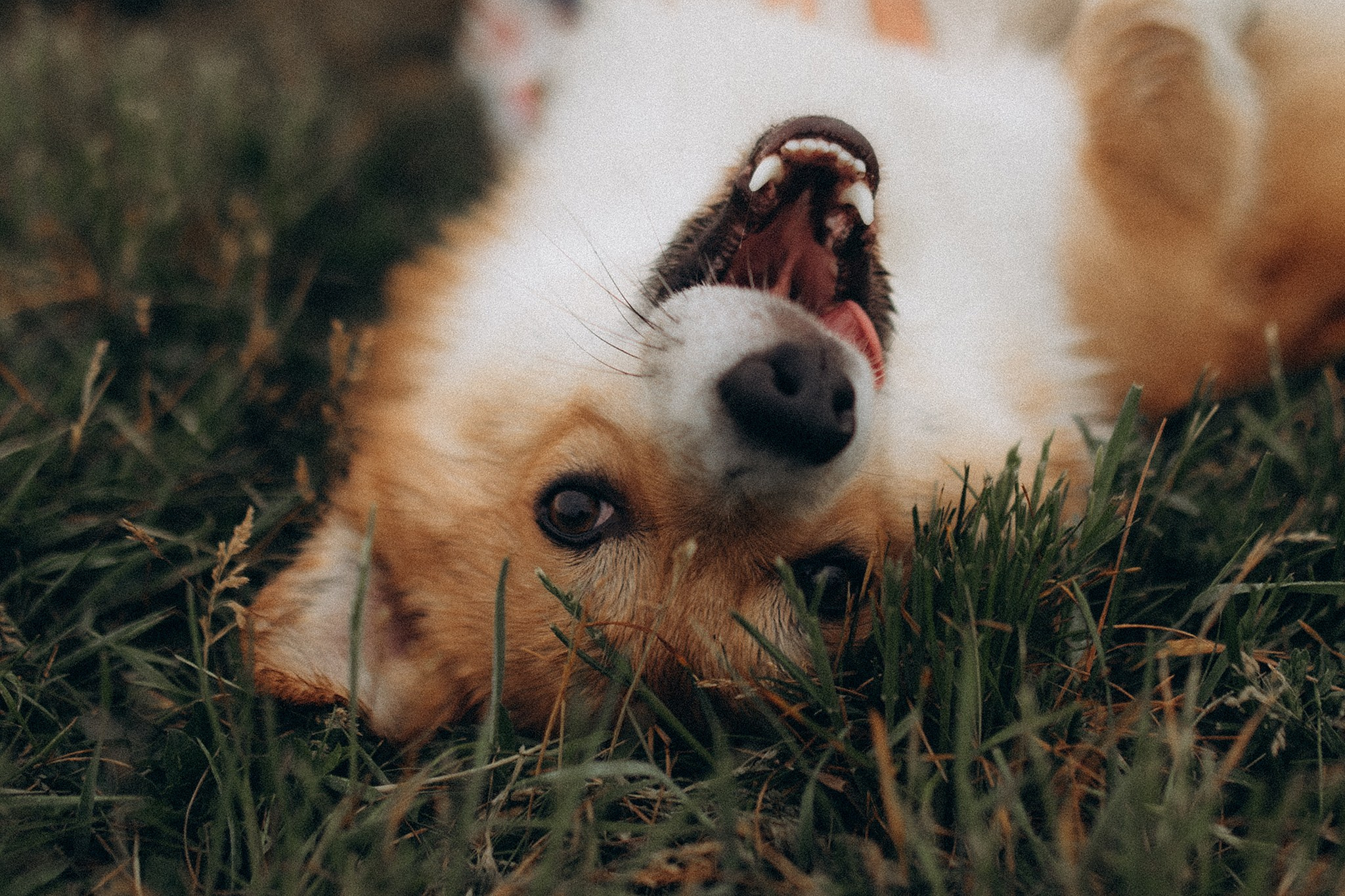 Руді та Ксюша. Фотограф-анімаліст Київ