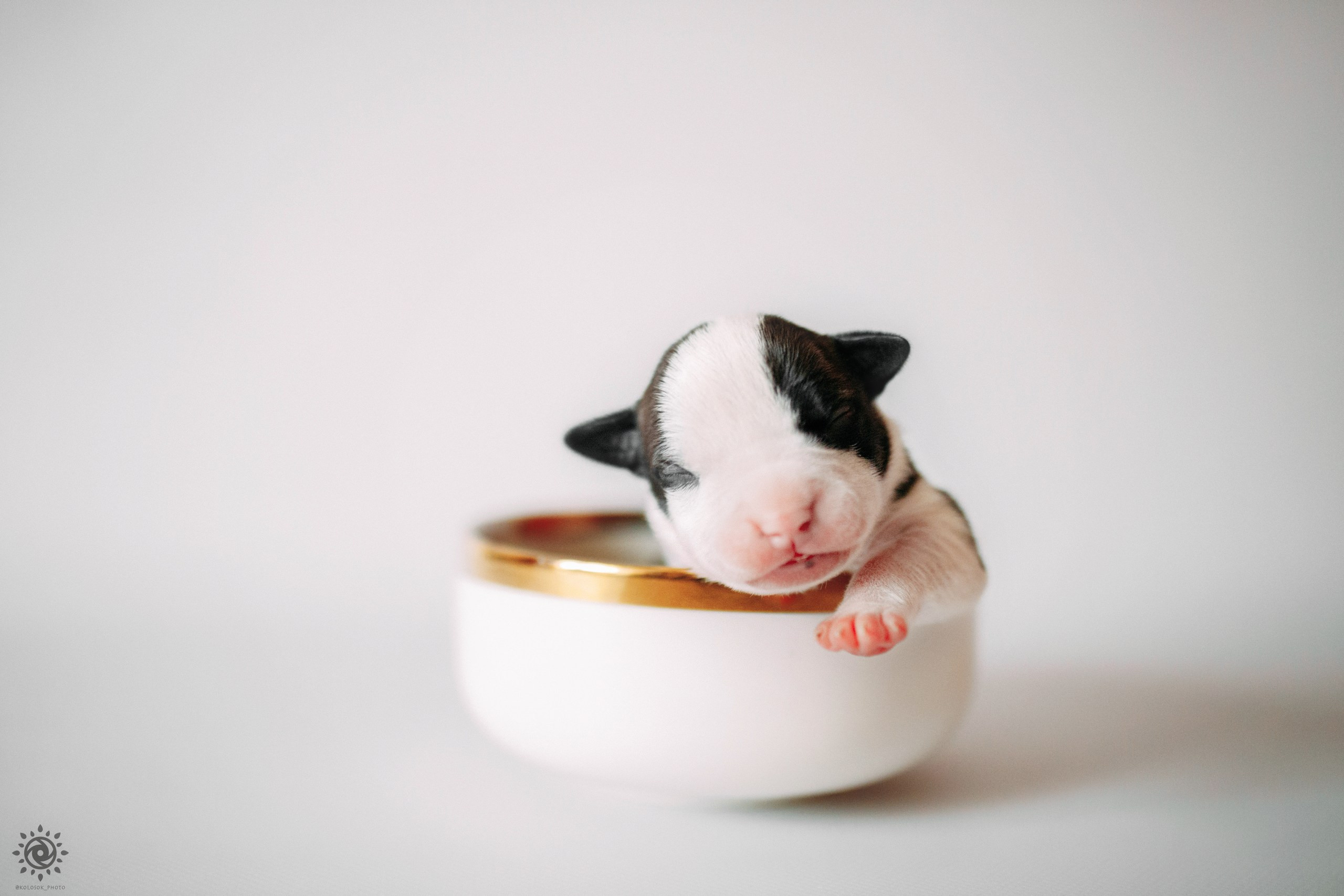 АСТ. Фотограф-анімаліст Київ