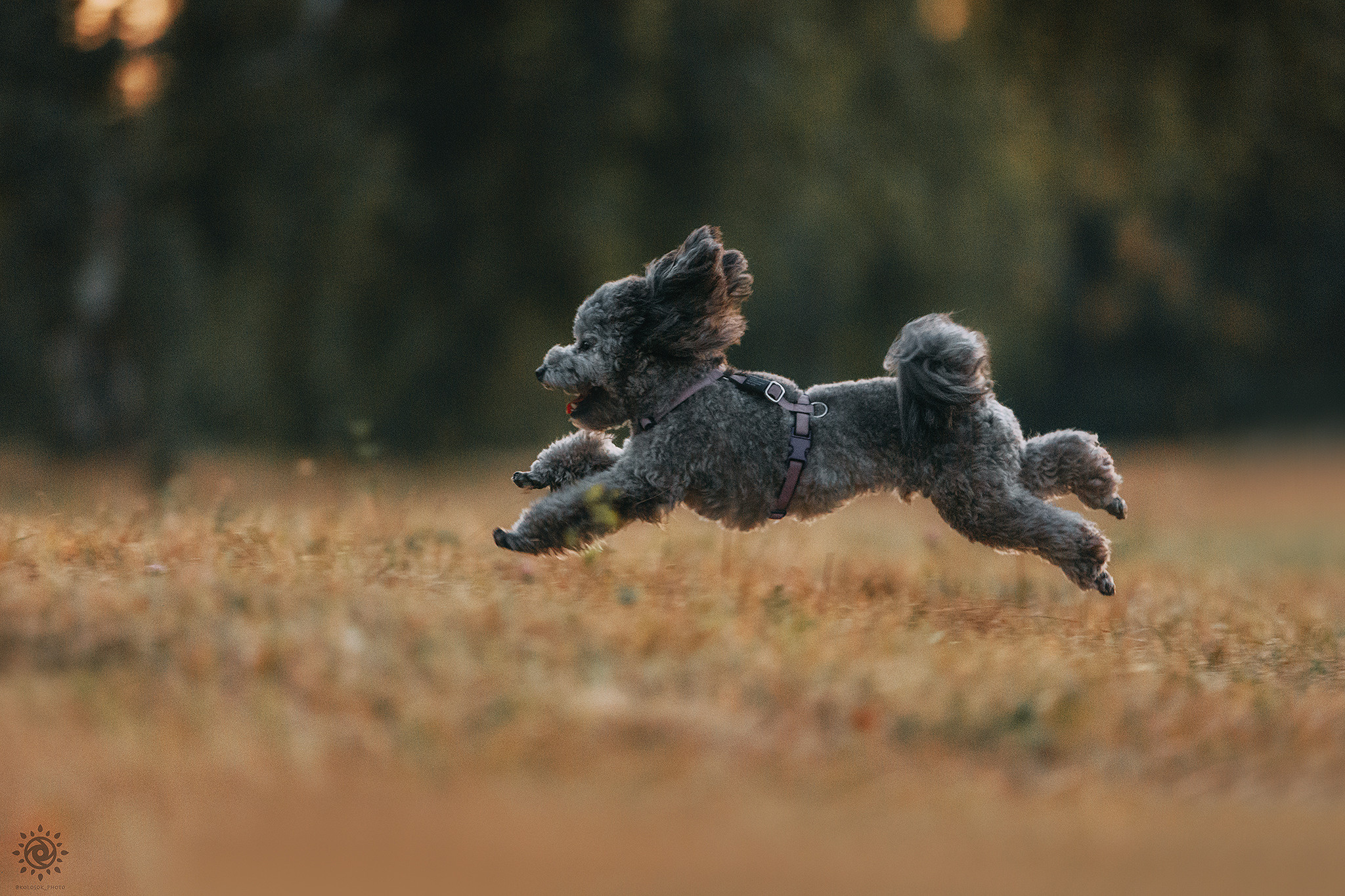 Родина Моніка. Фотограф-анімаліст Київ