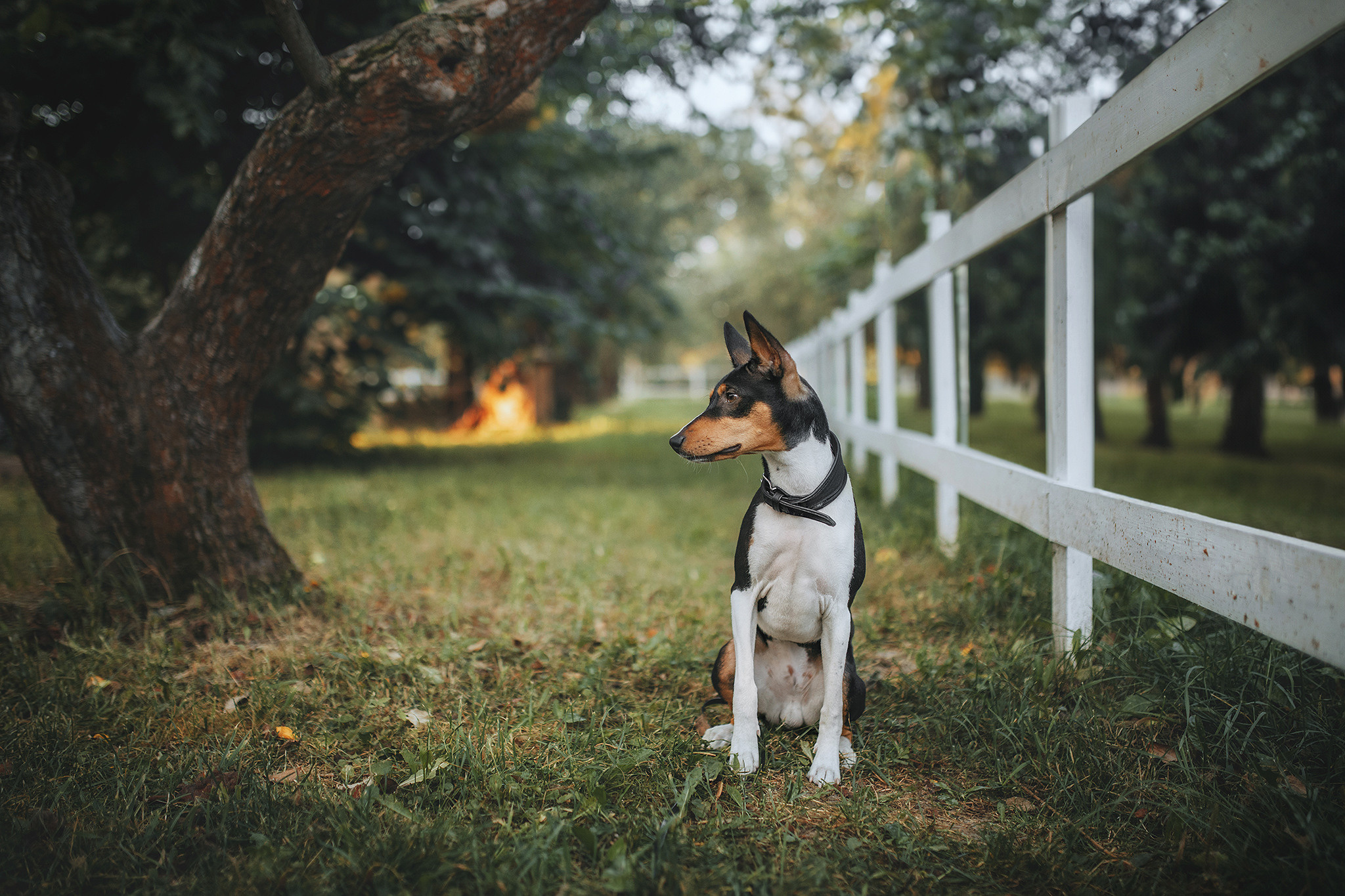 Родина Флокі. Фотограф-анімаліст Київ