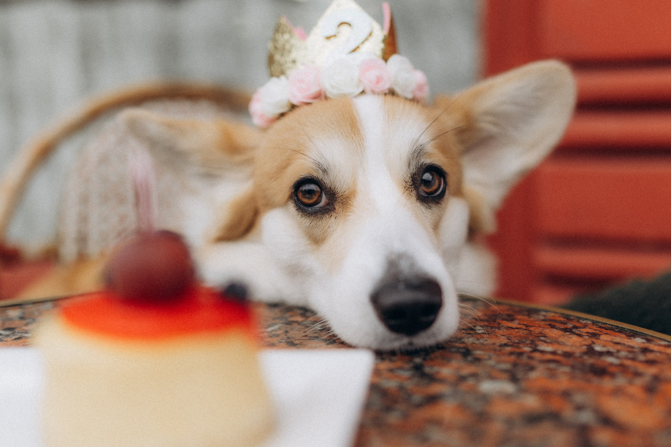 Карамелі 2 роки. Фотограф-анімаліст Київ