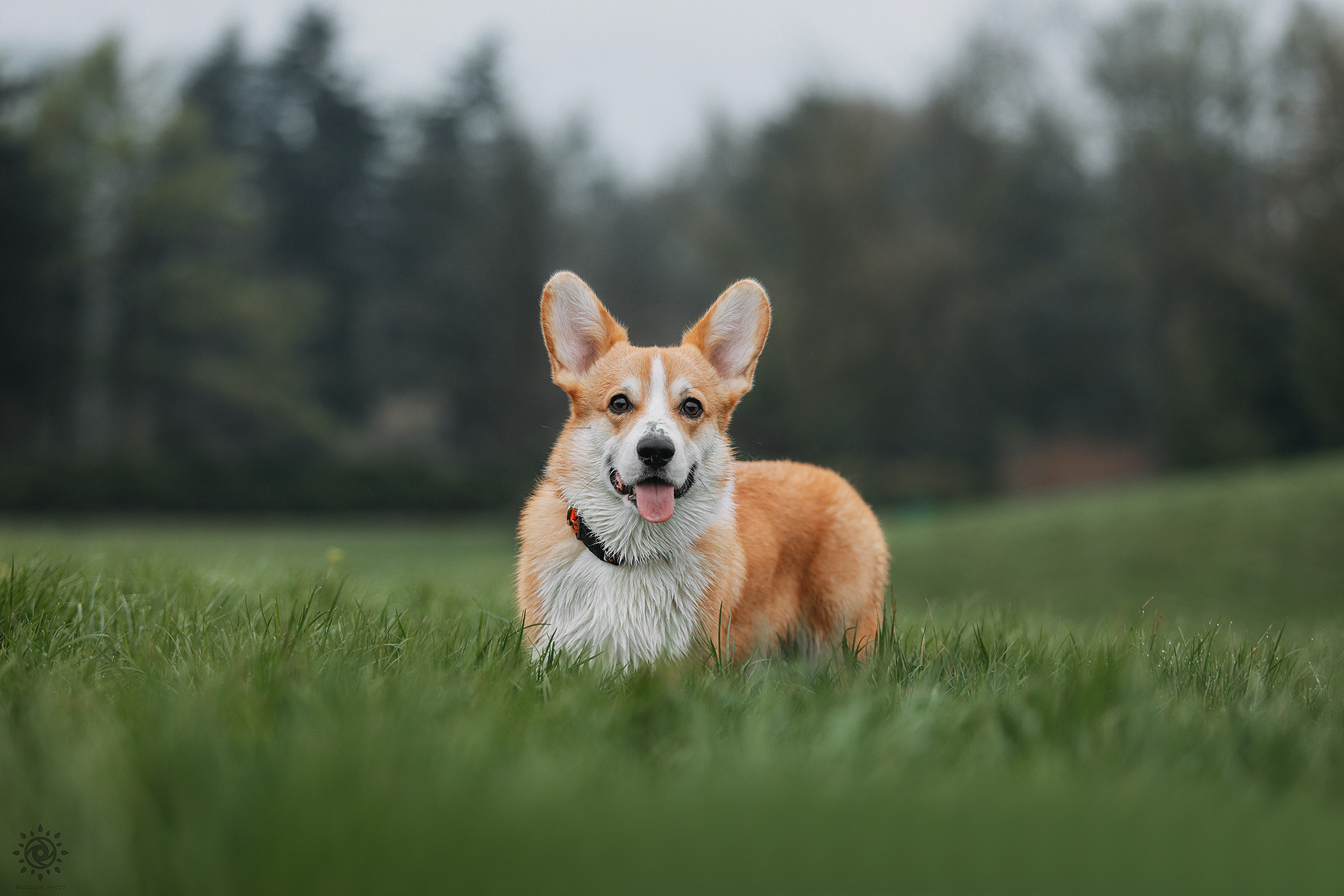 Родина Оскара. Фотограф-анімаліст Київ
