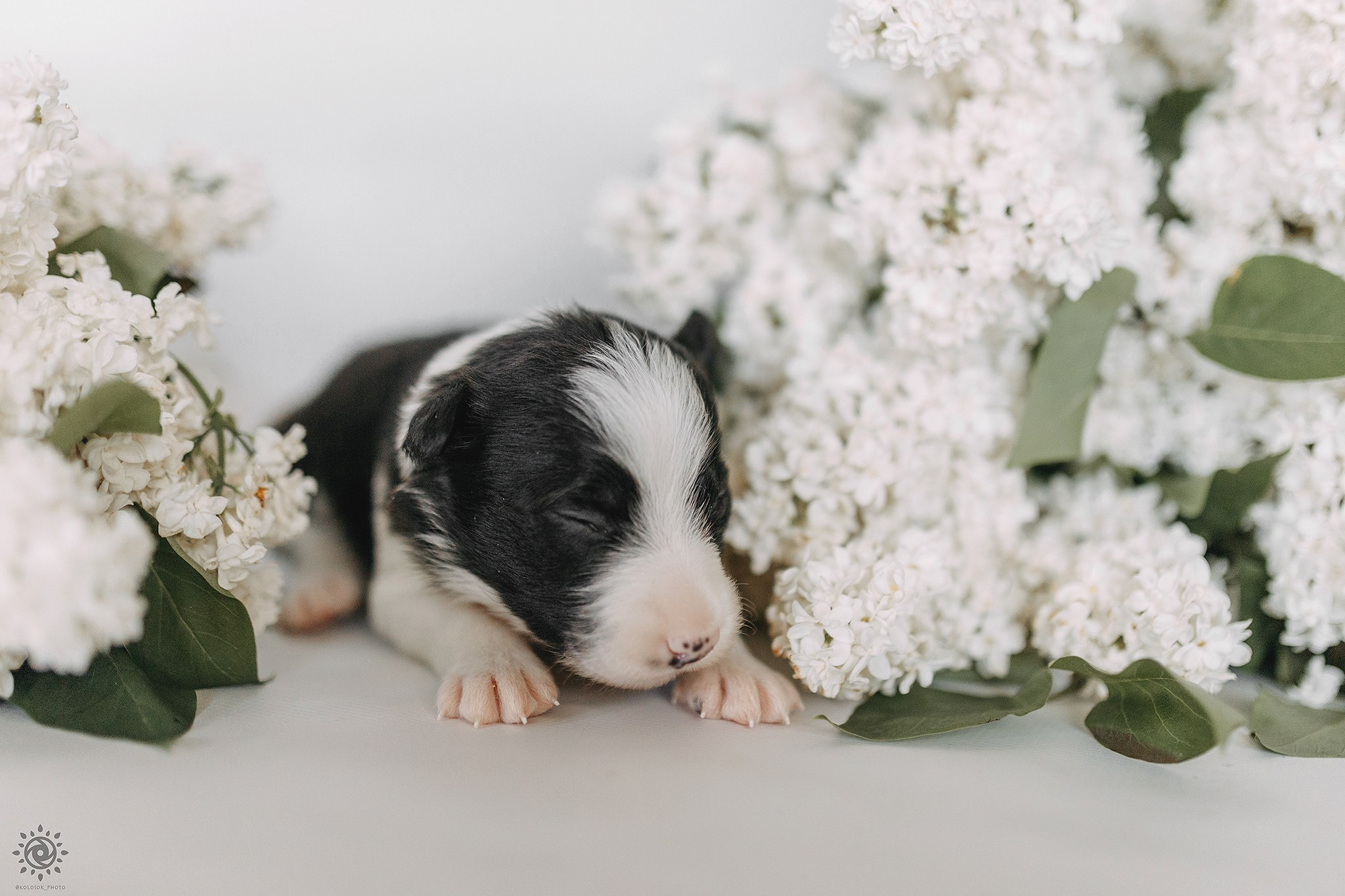 Бордер коллі. Фотограф-анімаліст Київ