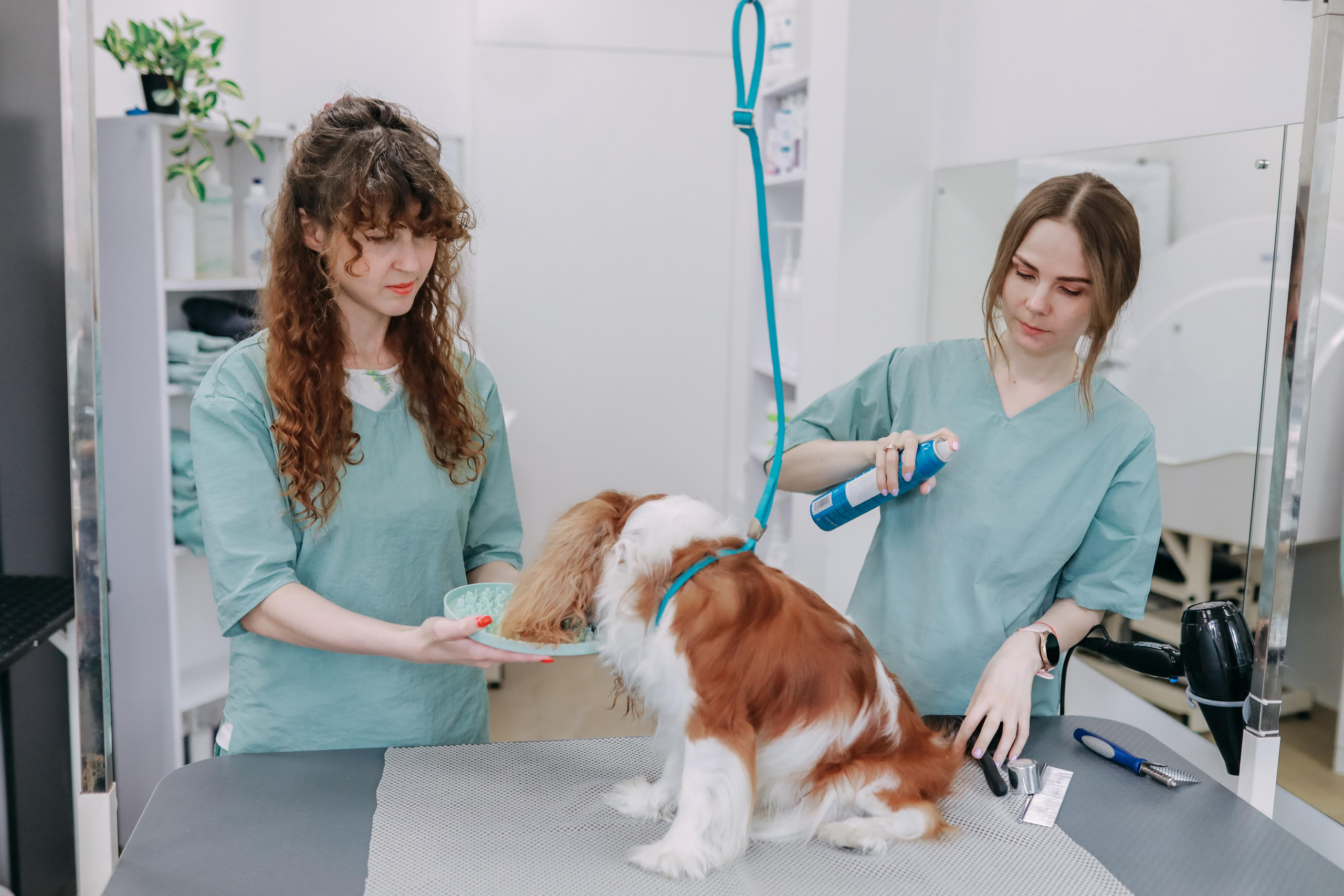 Hvist Hab. Фотограф-анімаліст Київ