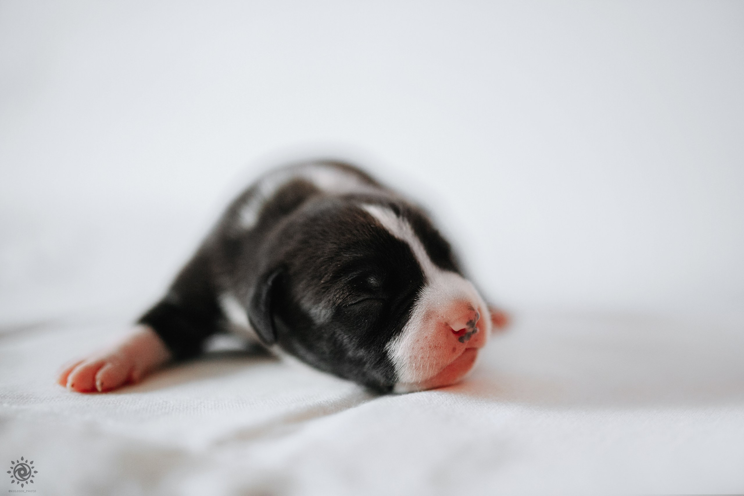 АСТ. Фотограф-анімаліст Київ