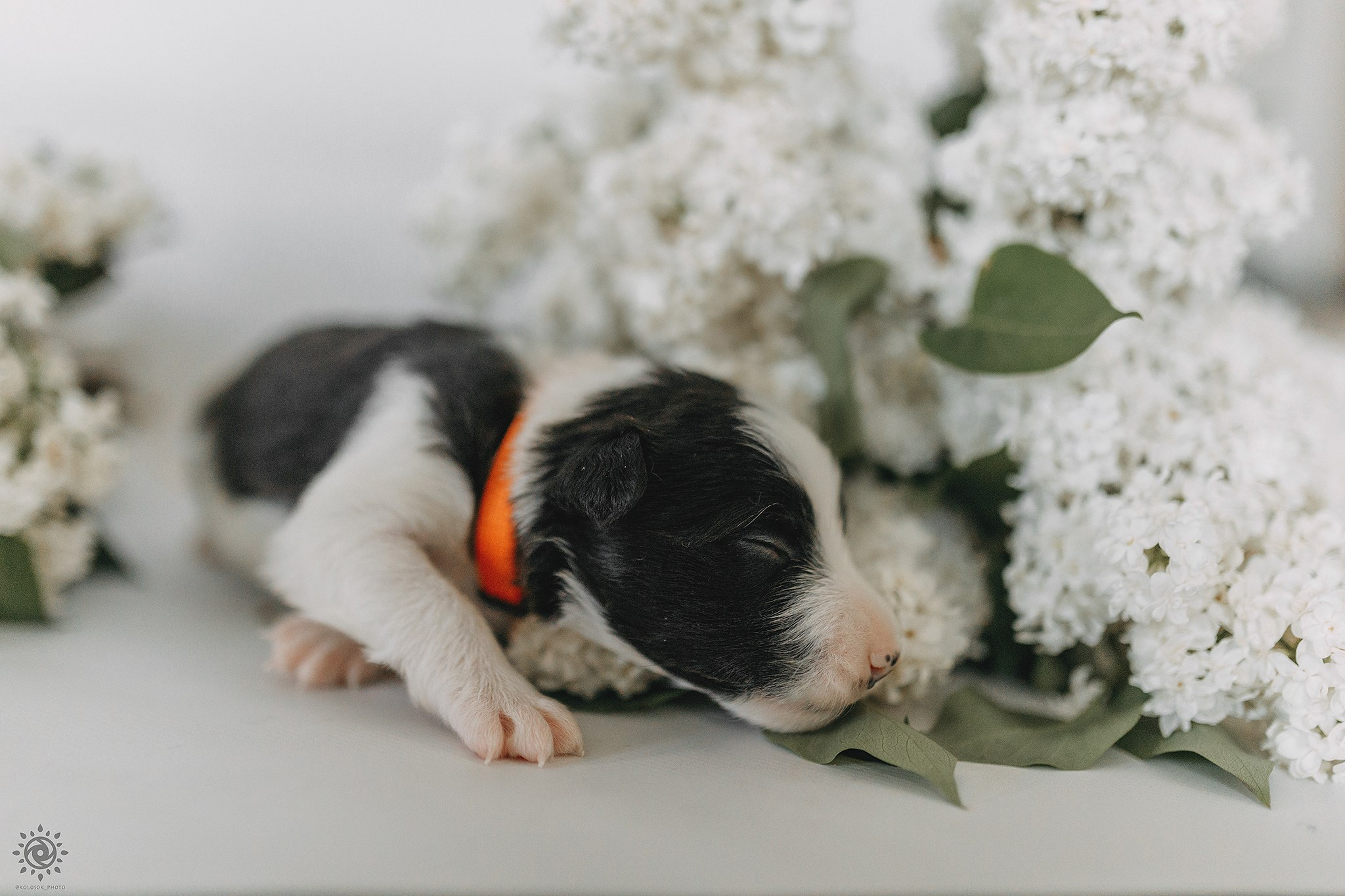 Бордер коллі. Фотограф-анімаліст Київ