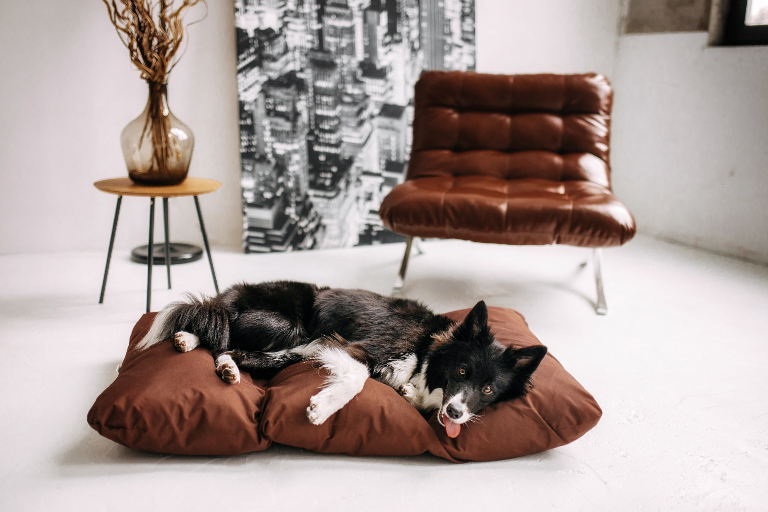 Noble Pet (зйомка лежанок). Фотограф-анімаліст Київ