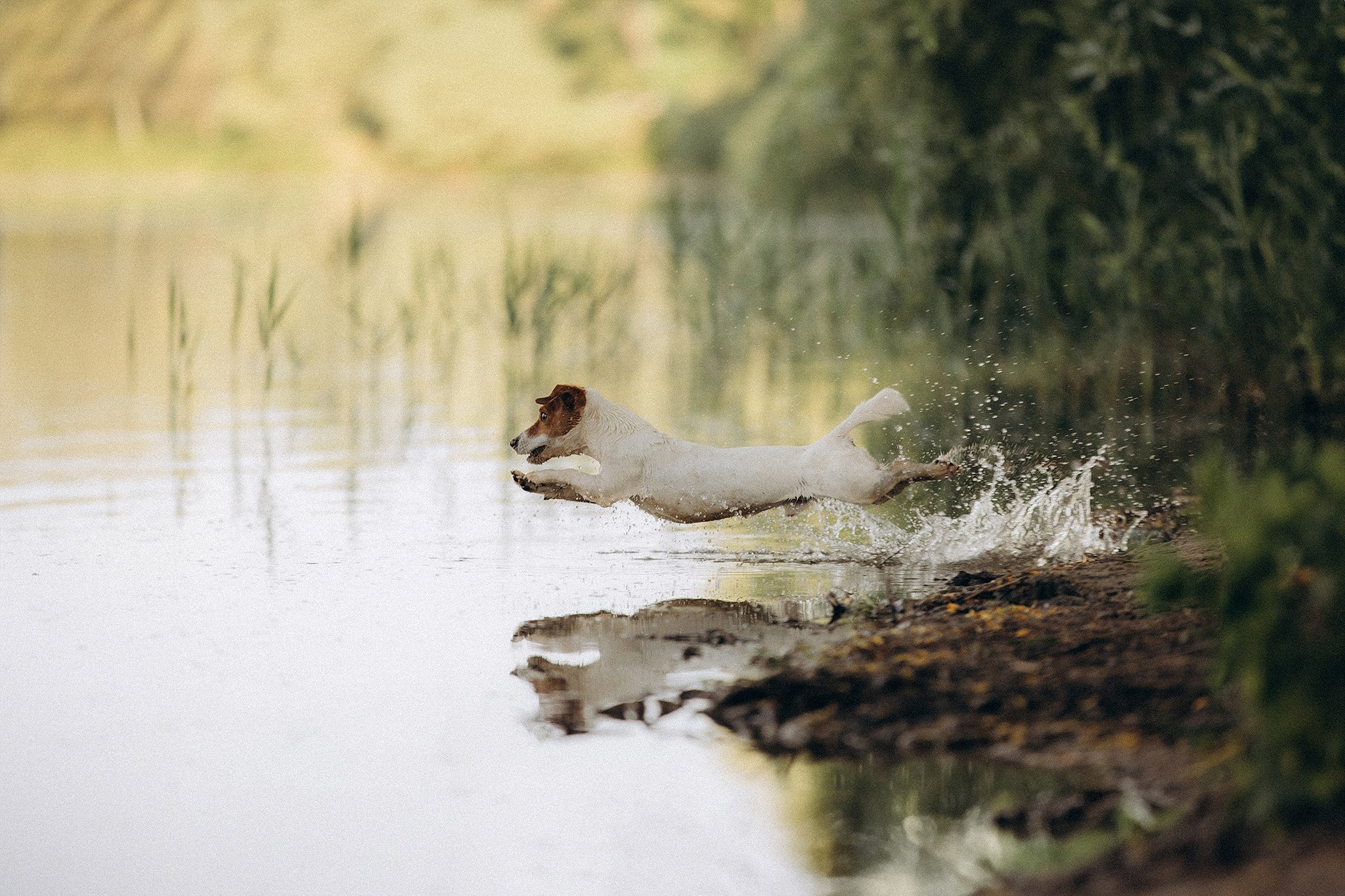 Інна та Макс з хлопцями. Фотограф-анімаліст Київ