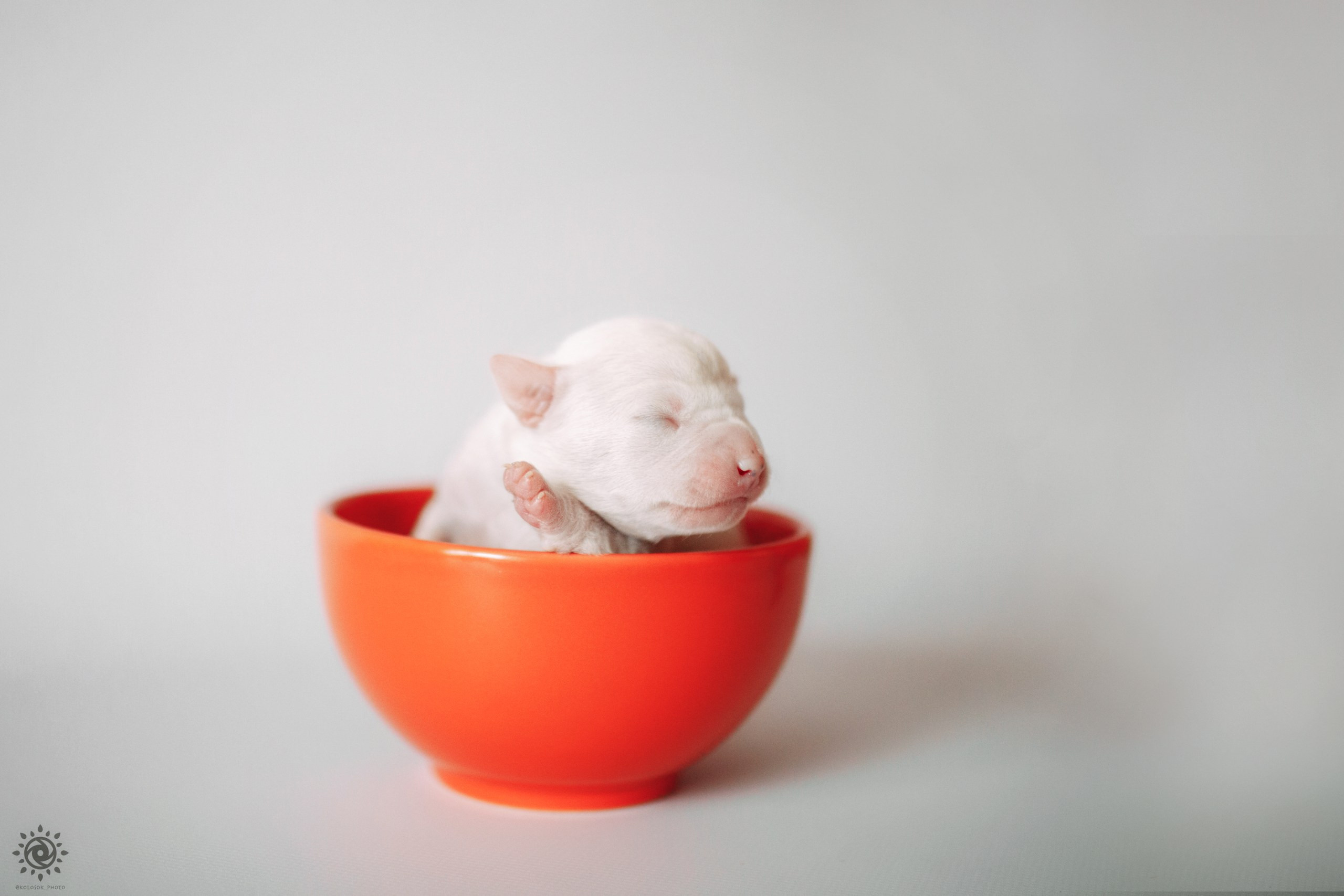 АСТ. Фотограф-анімаліст Київ