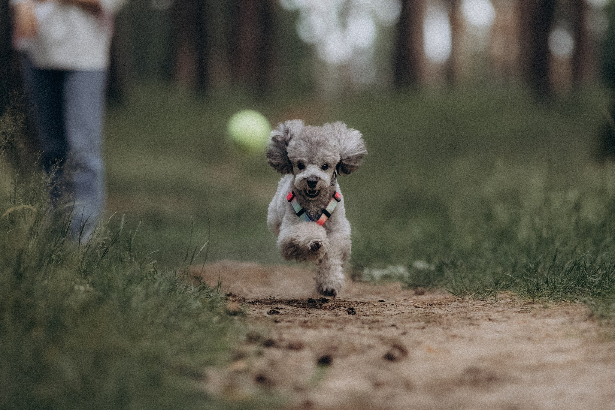 Родина Моніка. Фотограф-анімаліст Київ