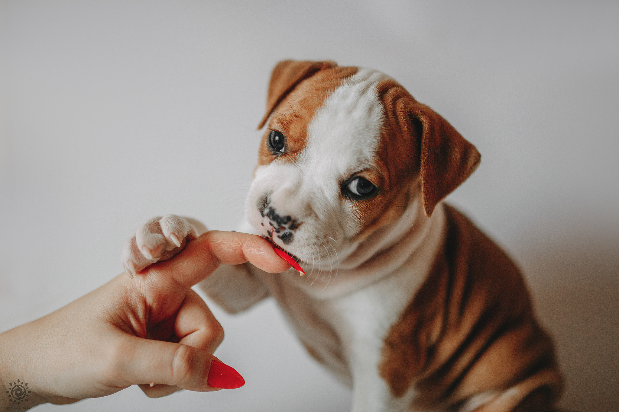 АСТ. Фотограф-анімаліст Київ