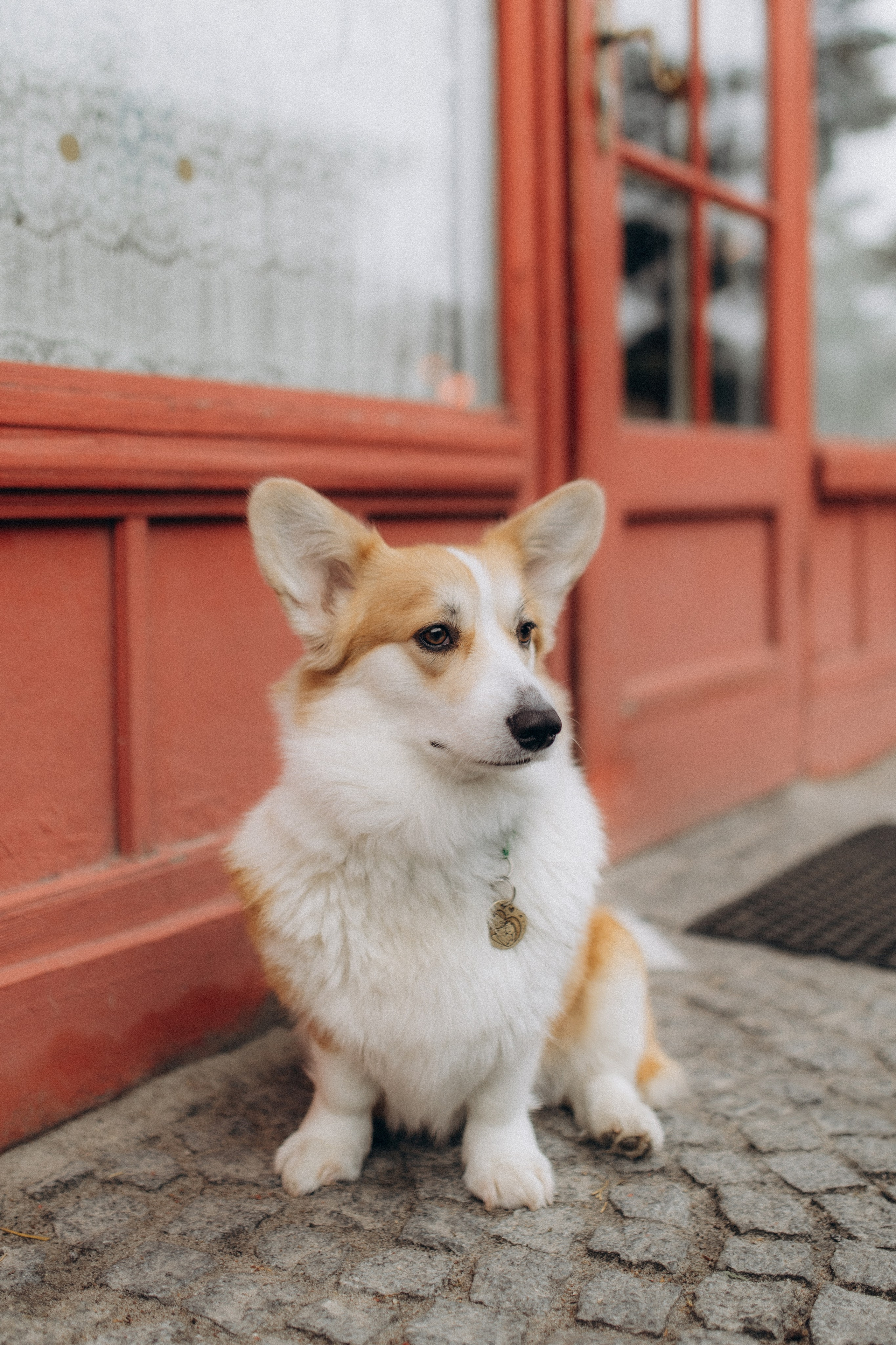 Карамелі 2 роки. Фотограф-анімаліст Київ