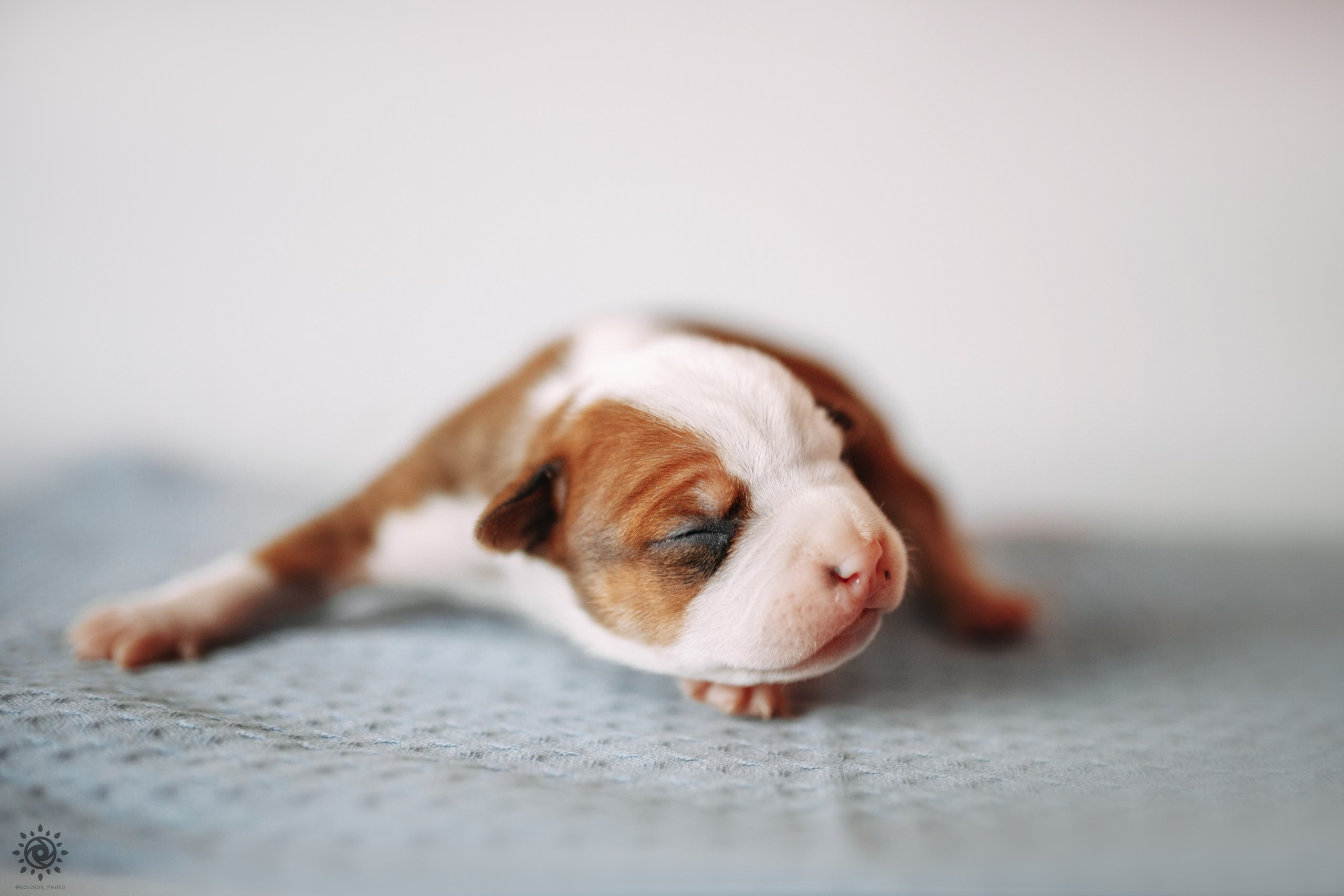 АСТ. Фотограф-анімаліст Київ