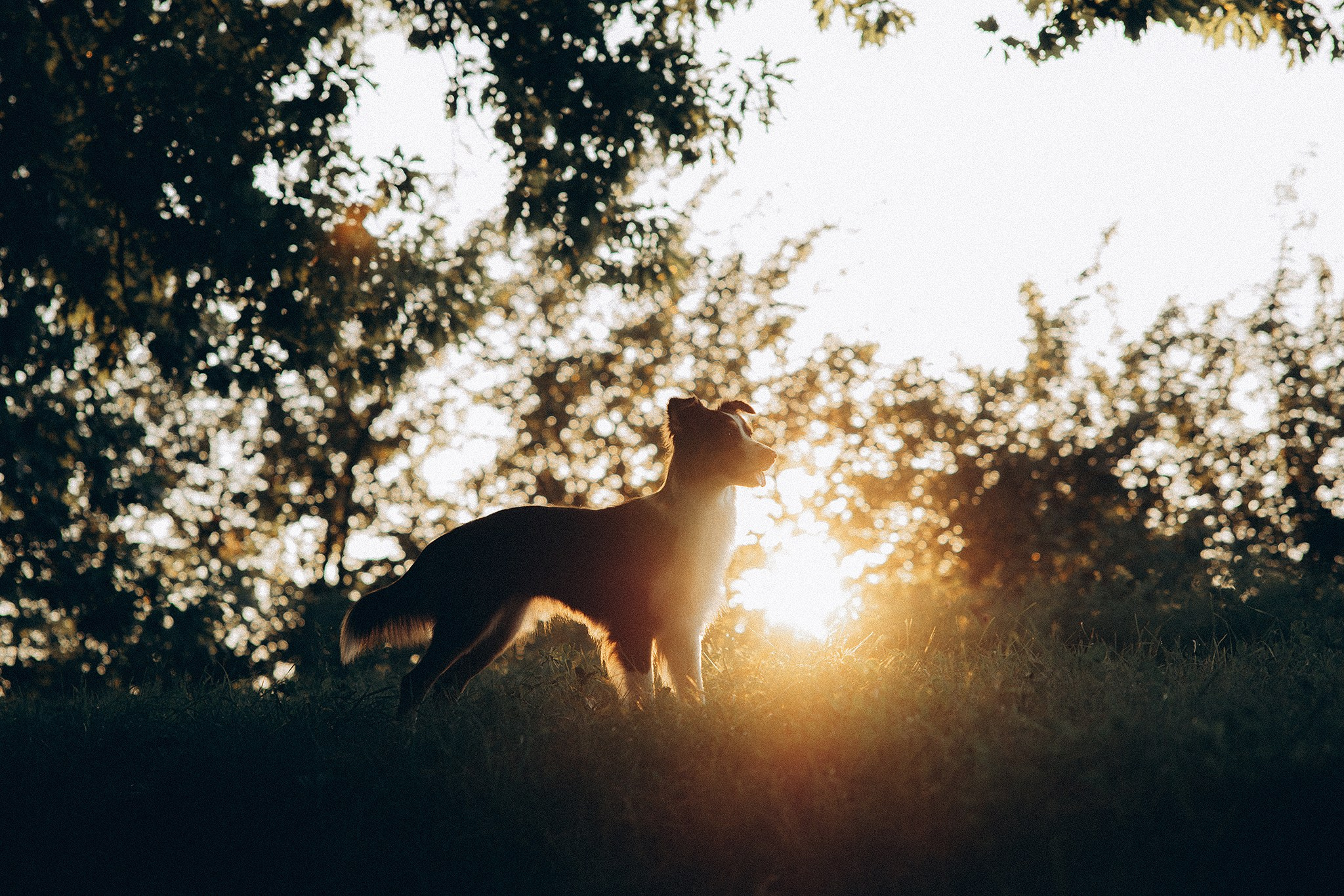 Арві та її родина. Фотограф-анімаліст Київ