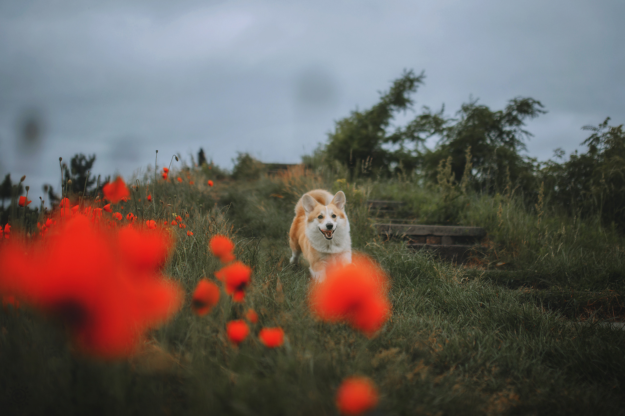 Родина Карамель. Фотограф-анімаліст Київ