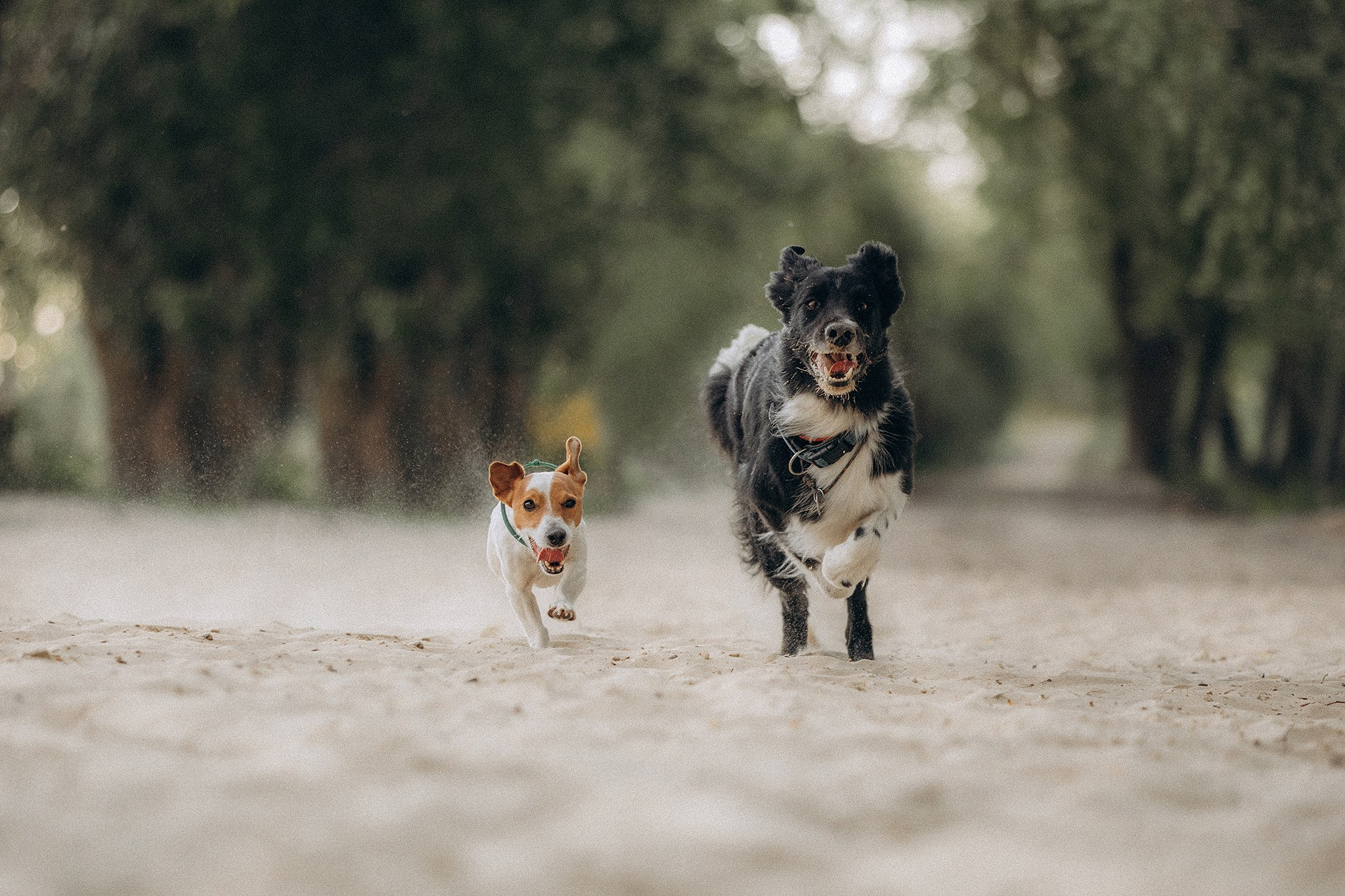 Інна та Макс з хлопцями. Фотограф-анімаліст Київ