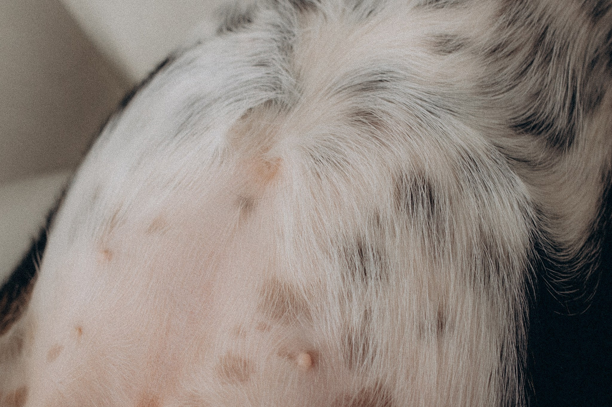 Родина Ромі. Фотограф-анімаліст Київ