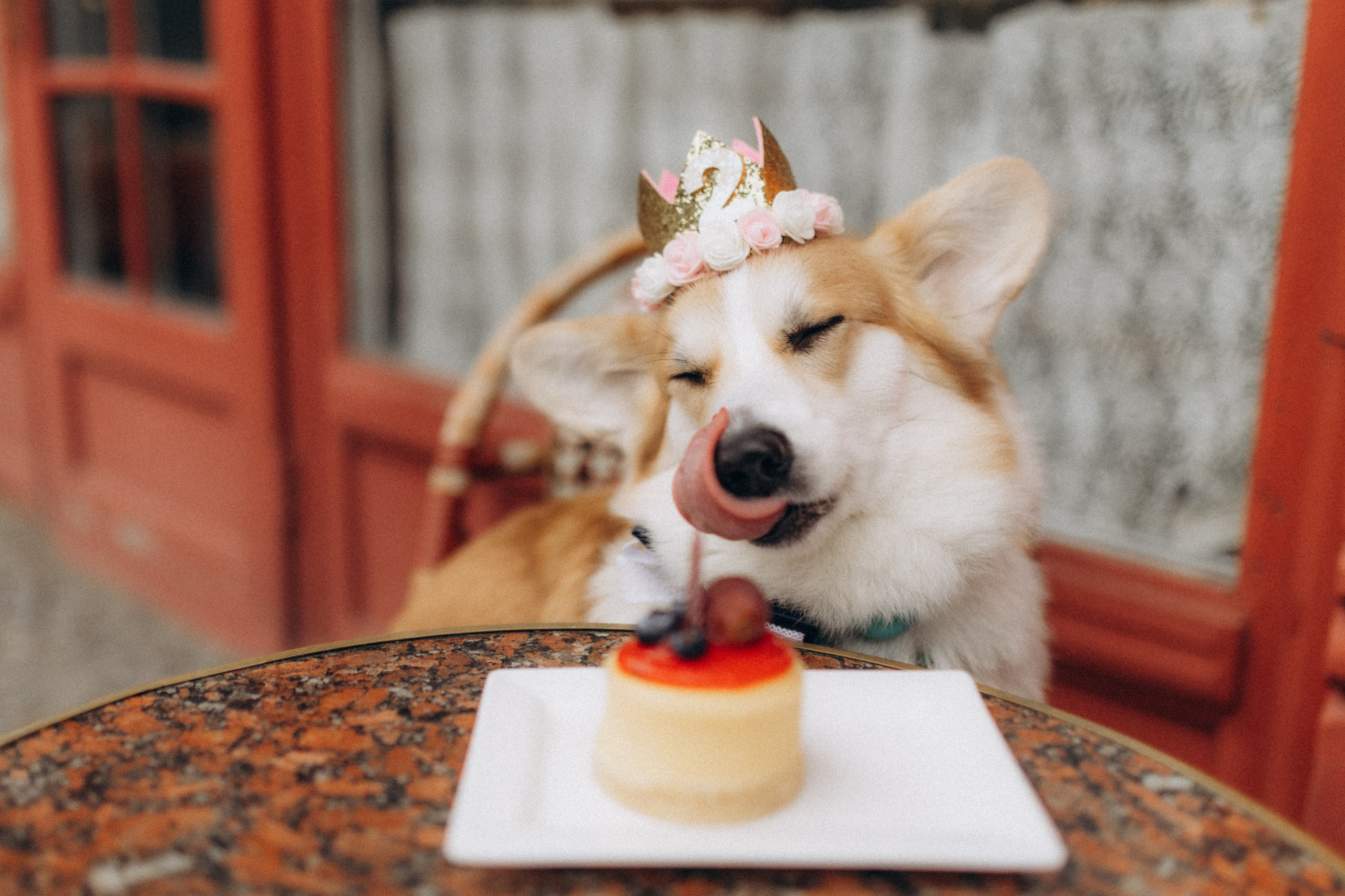 Карамелі 2 роки. Фотограф-анімаліст Київ