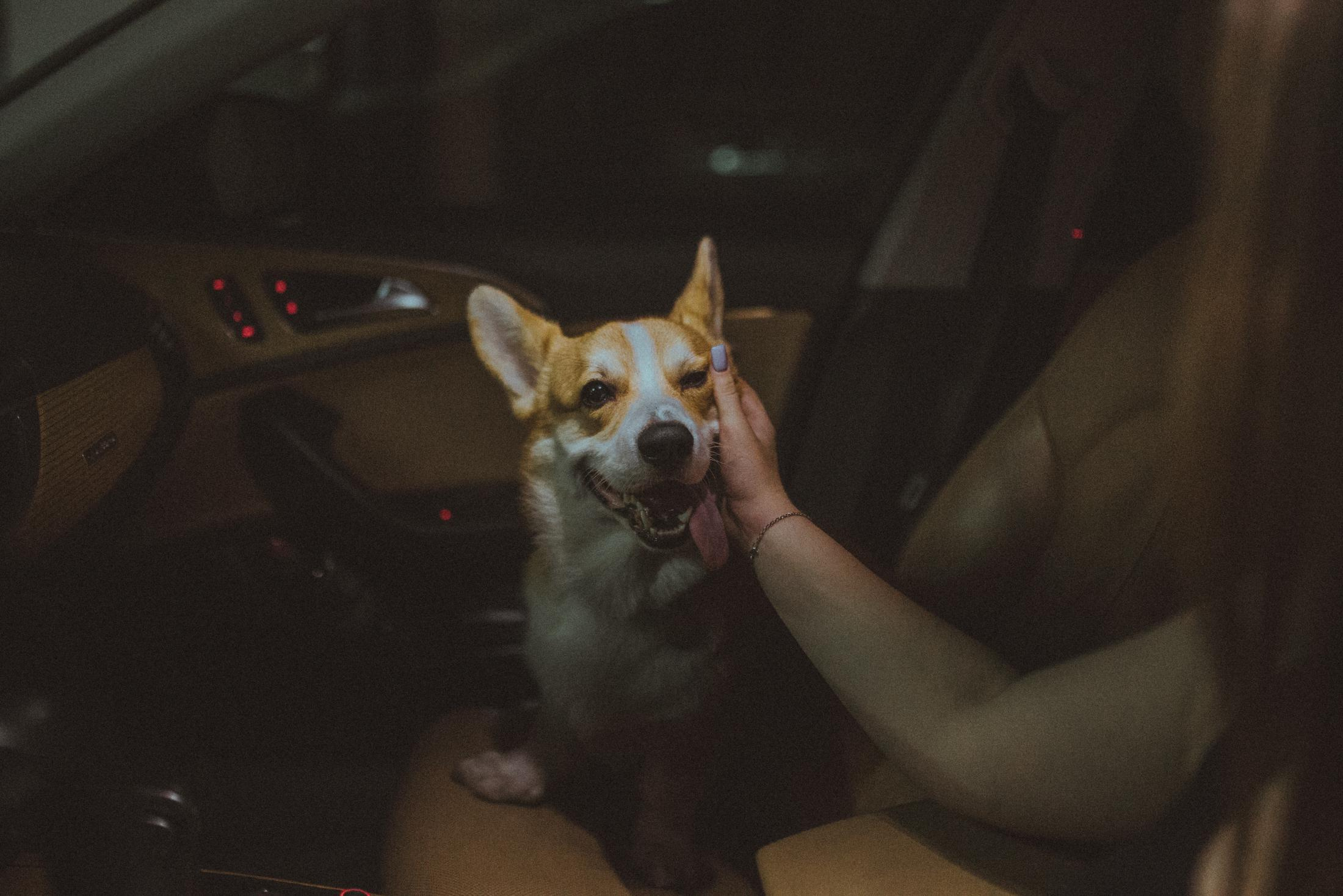 Родина Оскара. Фотограф-анімаліст Київ