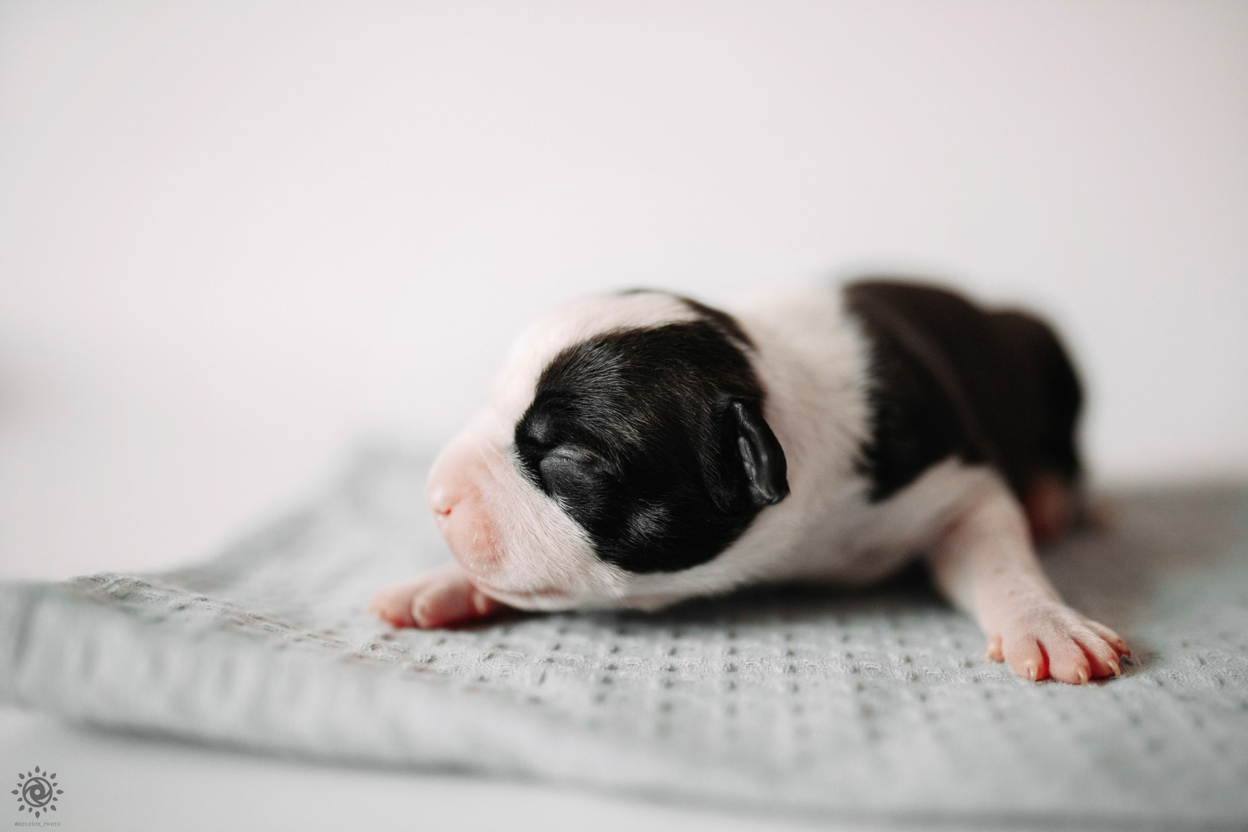 АСТ. Фотограф-анімаліст Київ