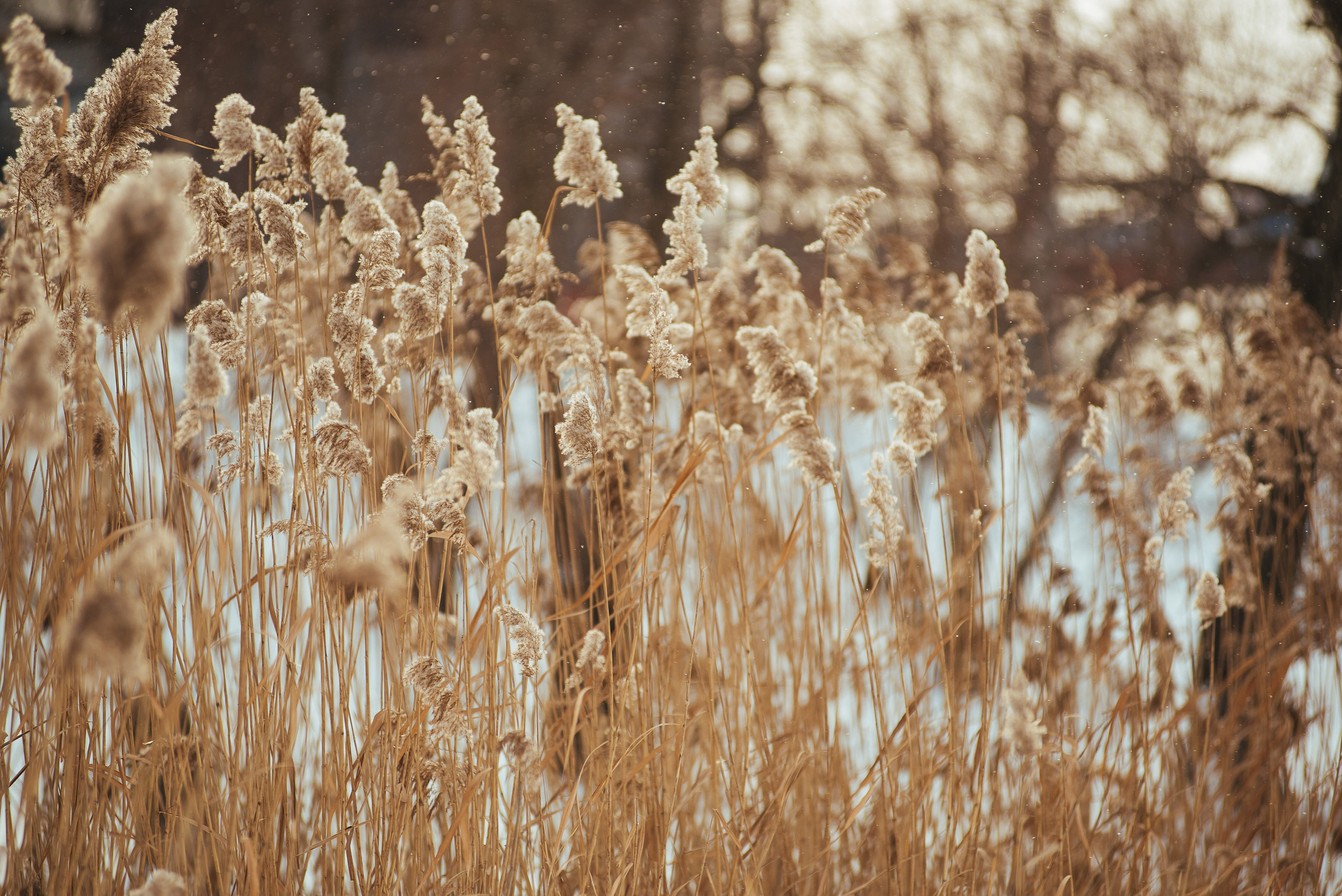 Міша, Ілона, Ярема. Весільний та сімейний фотограф в Києві