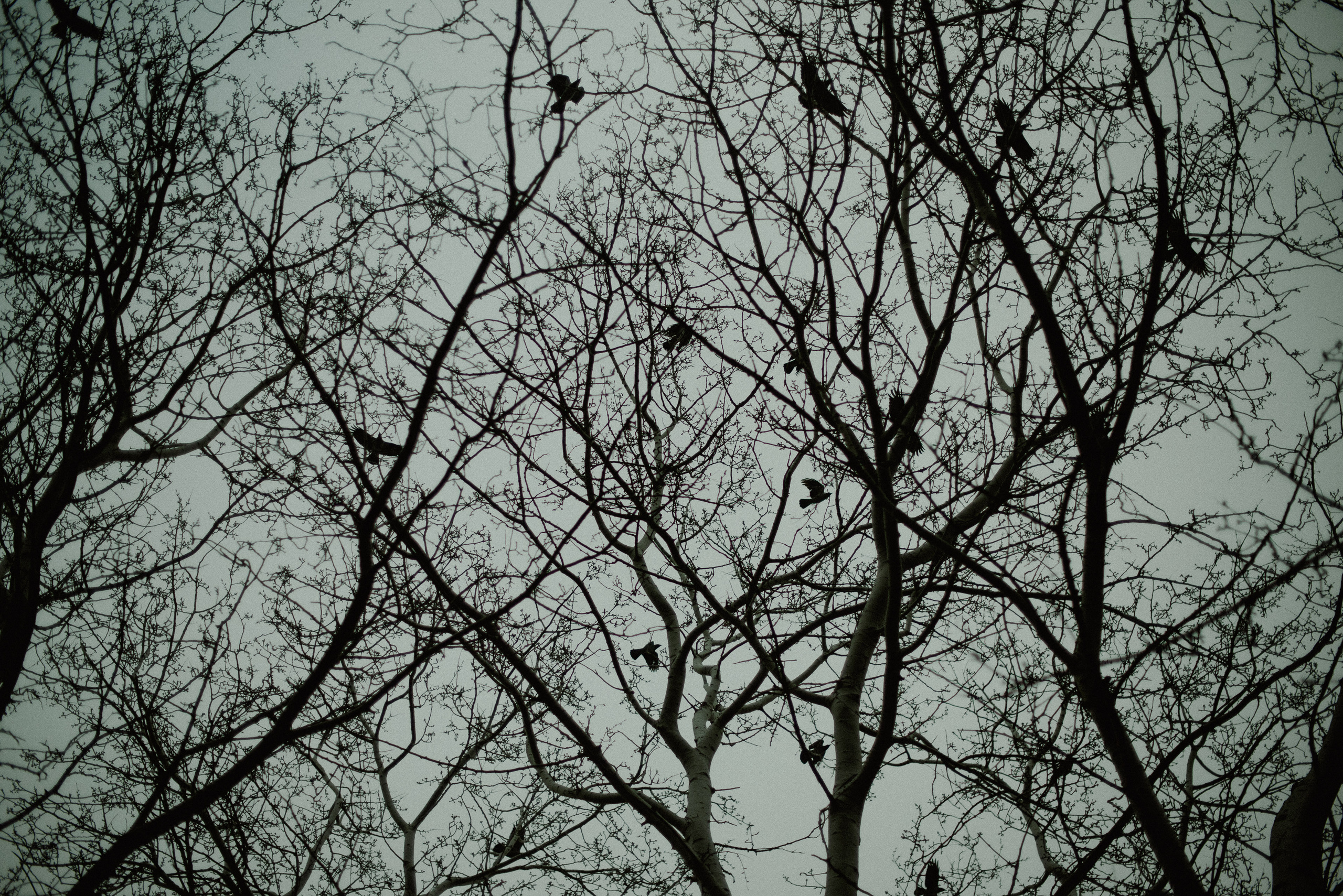 Діана. Весільний та сімейний фотограф в Києві