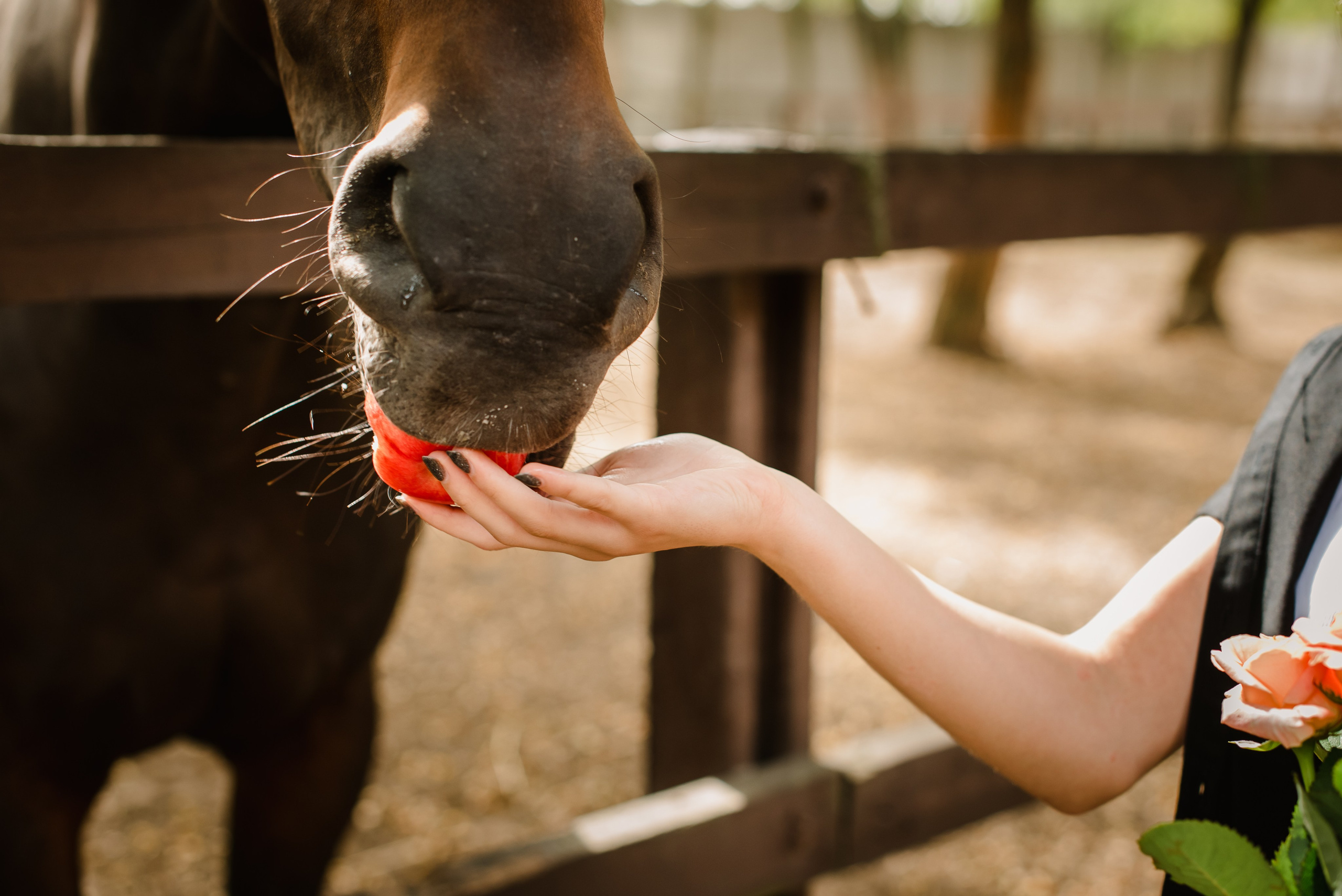 Коні, друзі і веселий настрій. Весільний та сімейний фотограф в Києві