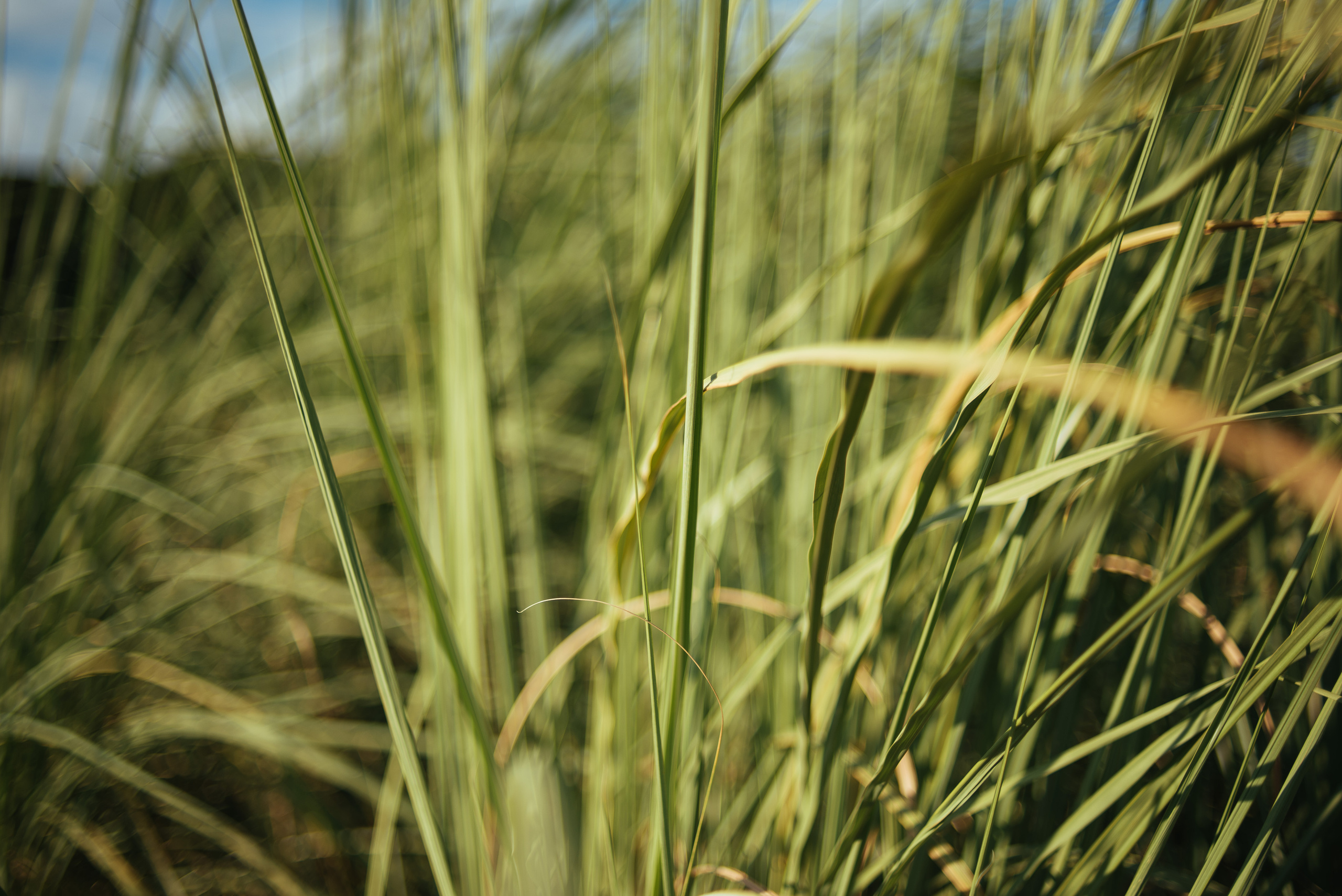 Віталій та Светлана. Весільний та сімейний фотограф в Києві