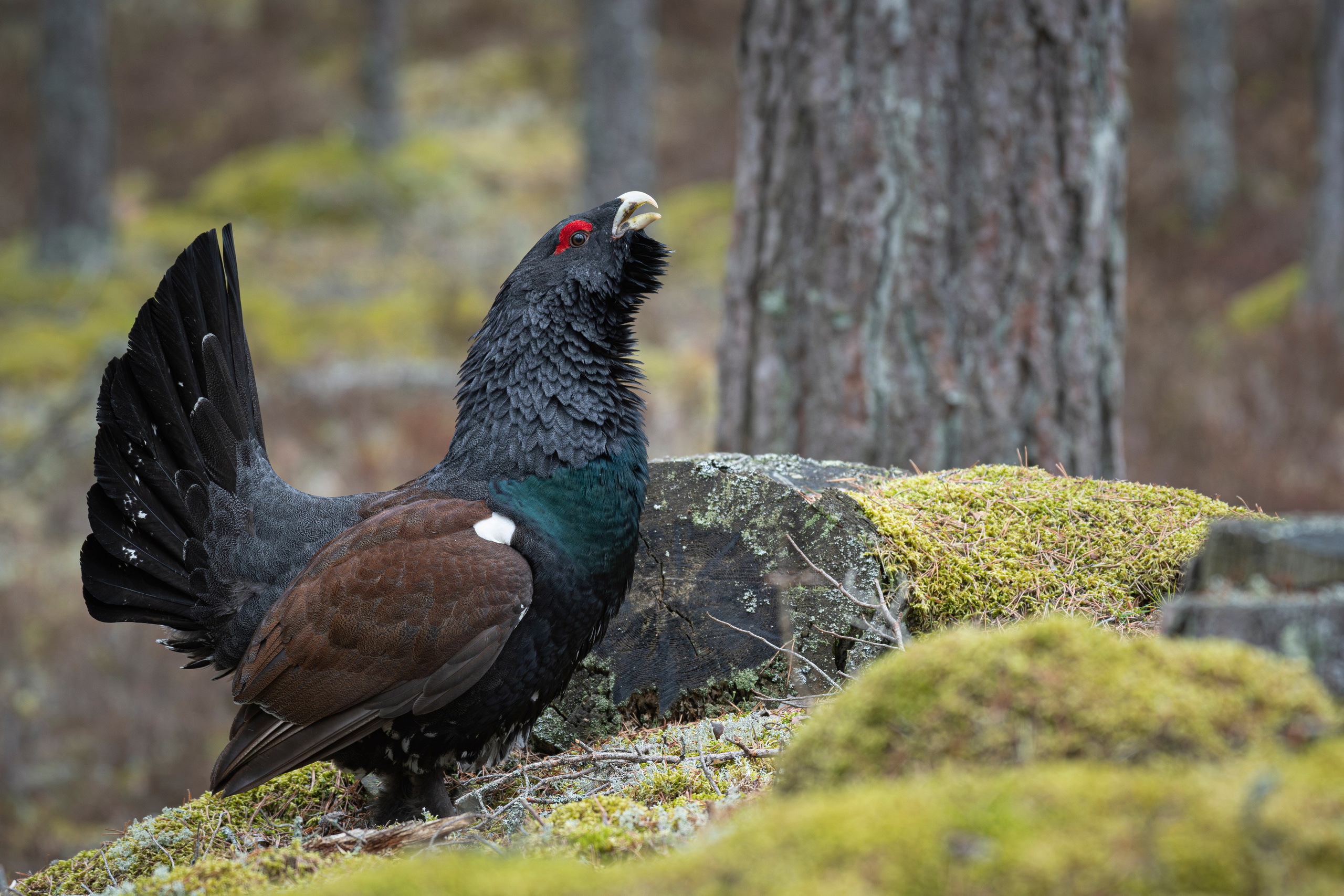 My Capercaillie gallery (Tetrao urogallus)