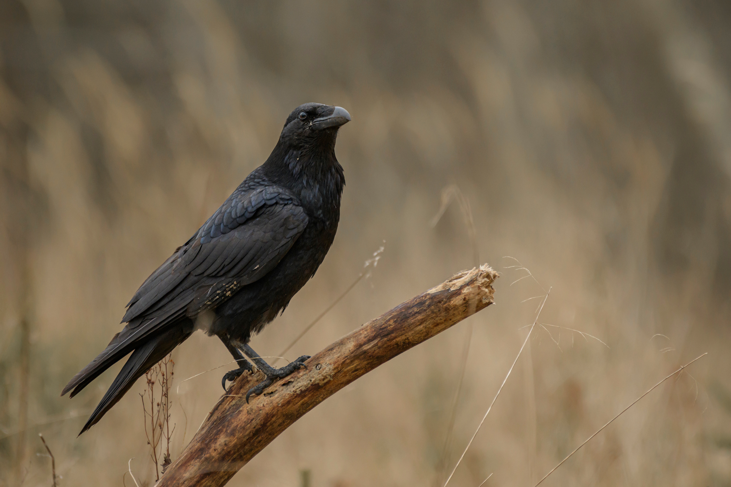 Raven, krauklis, ворон, Corvus corax, 