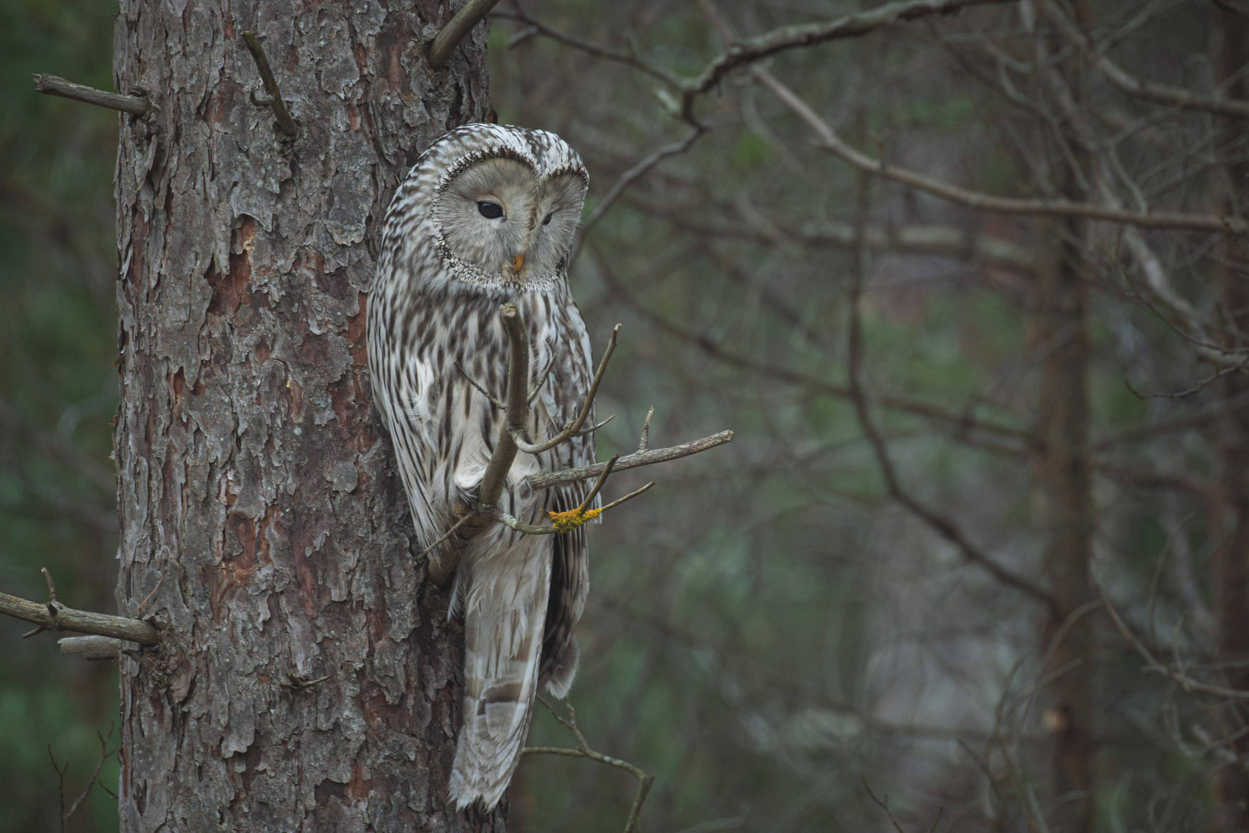 My Ural owl gallery (Strix uralensis)