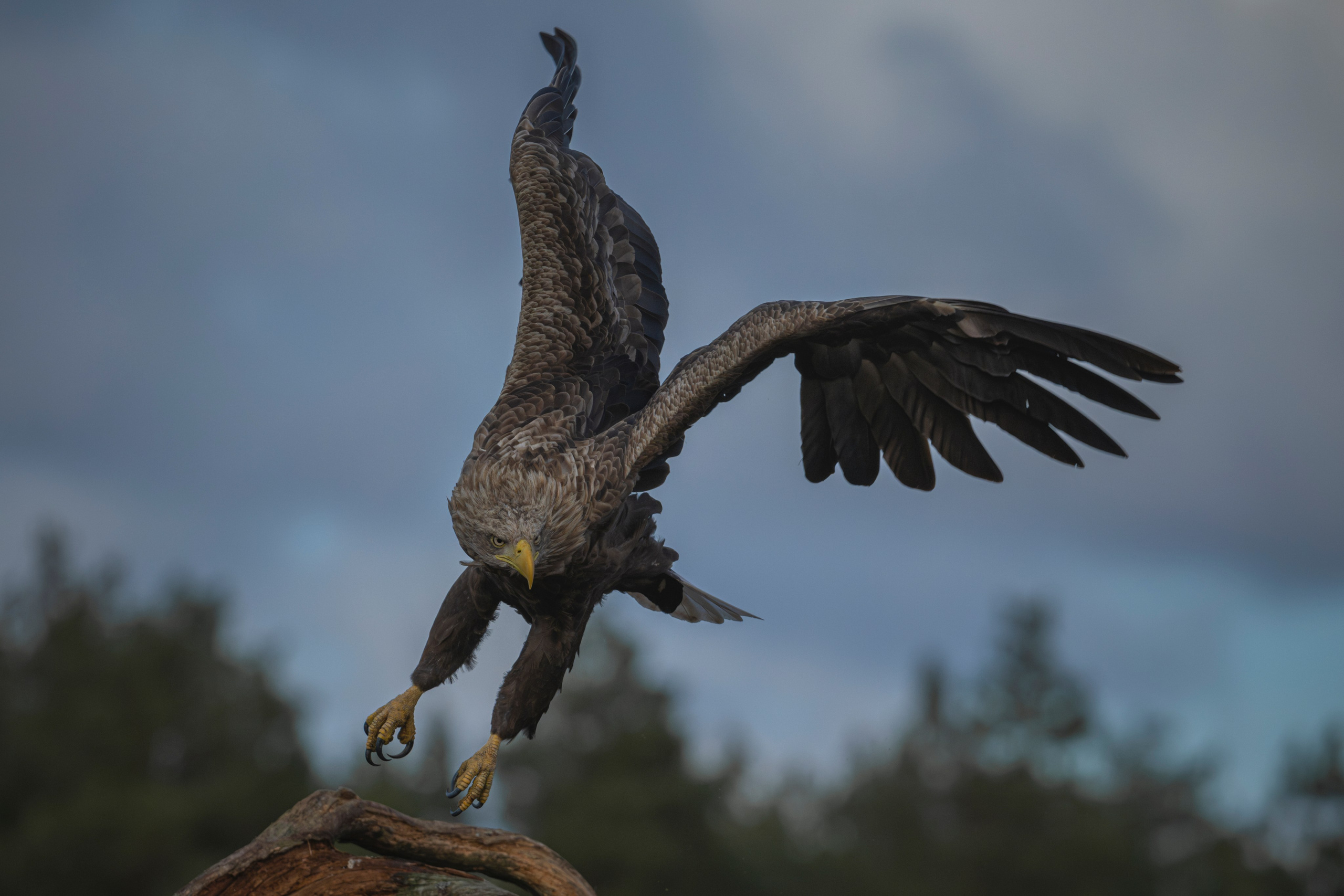 White-tailed eagle, Jūras ērglis, орлан-белохвост, Haliaeetus albicilla, bildēts Latvijā, fotografēts Latvijā, Aleksejs ŠarIpins, Aleksey Sharypin.