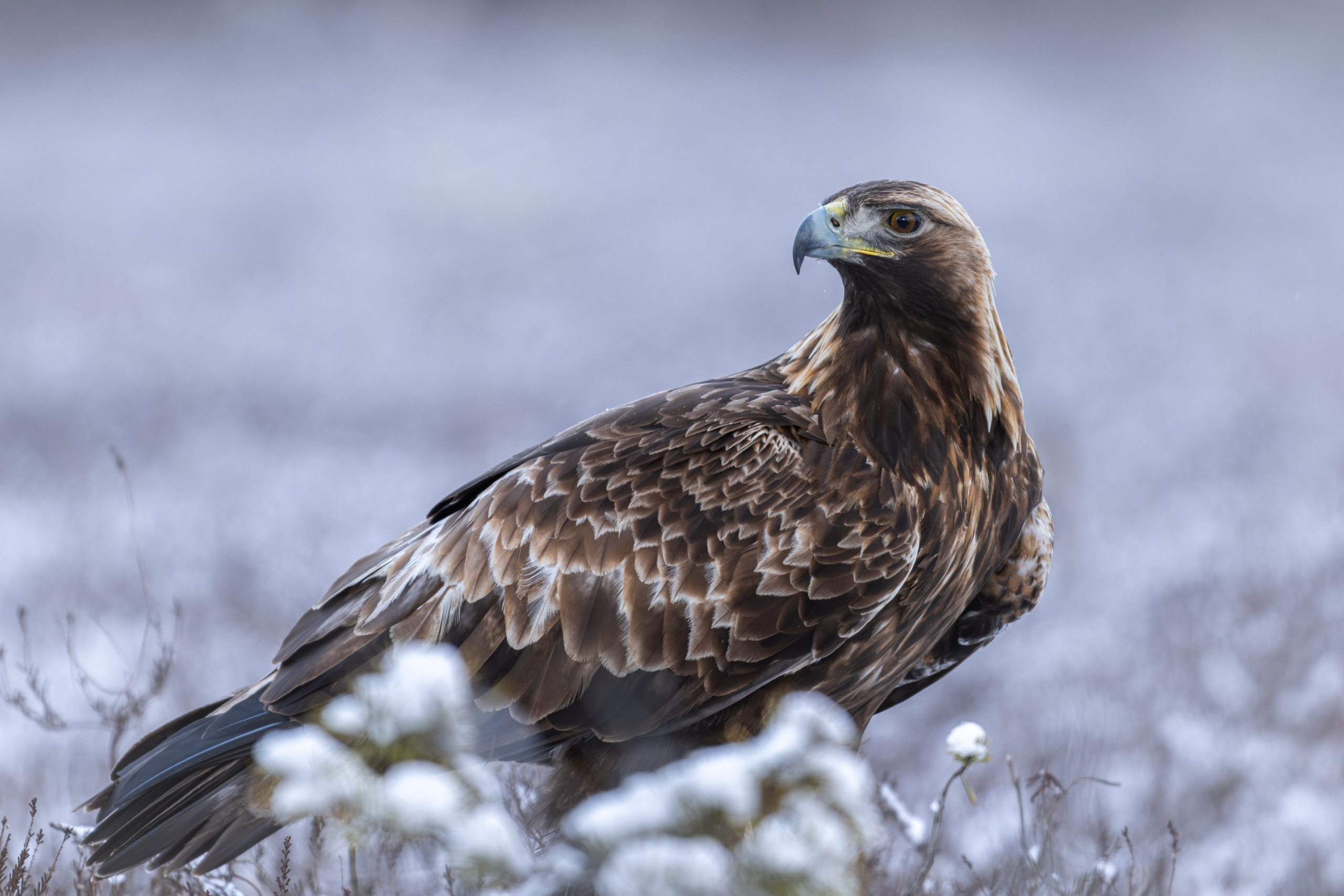 Aquila chrysaetos, Klinšu ērglis, klinšu ērgļi Latvijā, bildēts Latvijā, fotografēts Latvijā, Golden eagle, Беркут, Kungsörn, Aleksejs ŠarIpins, Aleksey Sharypin.