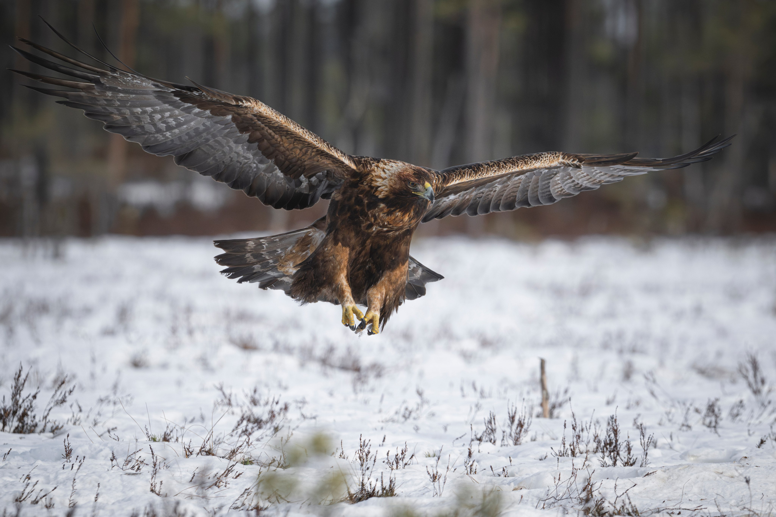 Aquila chrysaetos, Klinšu ērglis, klinšu ērgļi Latvijā, bildēts Latvijā, fotografēts Latvijā, Golden eagle, Беркут, Kungsörn, Aleksejs Šarīpins, Aleksey Sharypin.