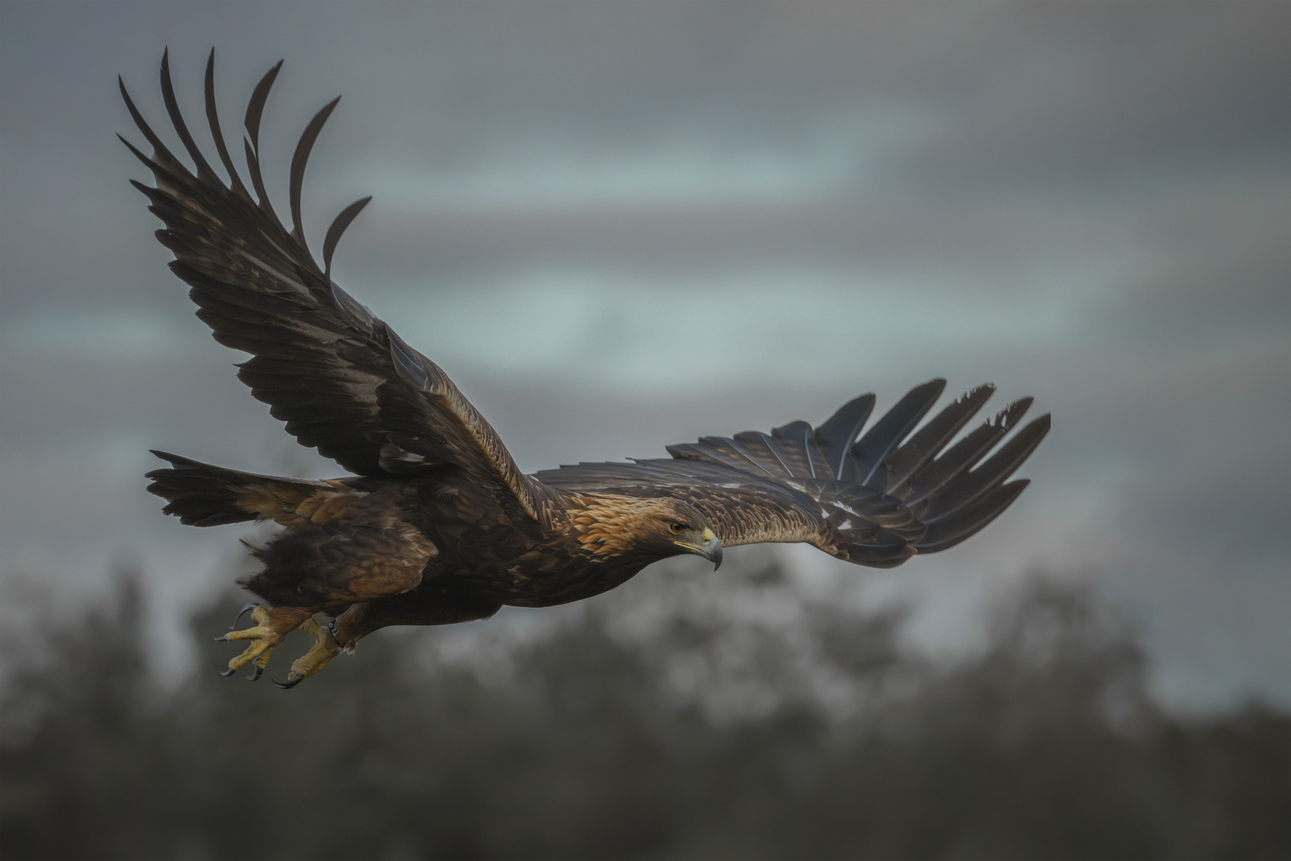 Aquila chrysaetos, Klinšu ērglis, klinšu ērgļi Latvijā, bildēts Latvijā, fotografēts Latvijā, Golden eagle, Беркут, Kungsörn, Aleksejs ŠarIpins, Aleksey Sharypin.