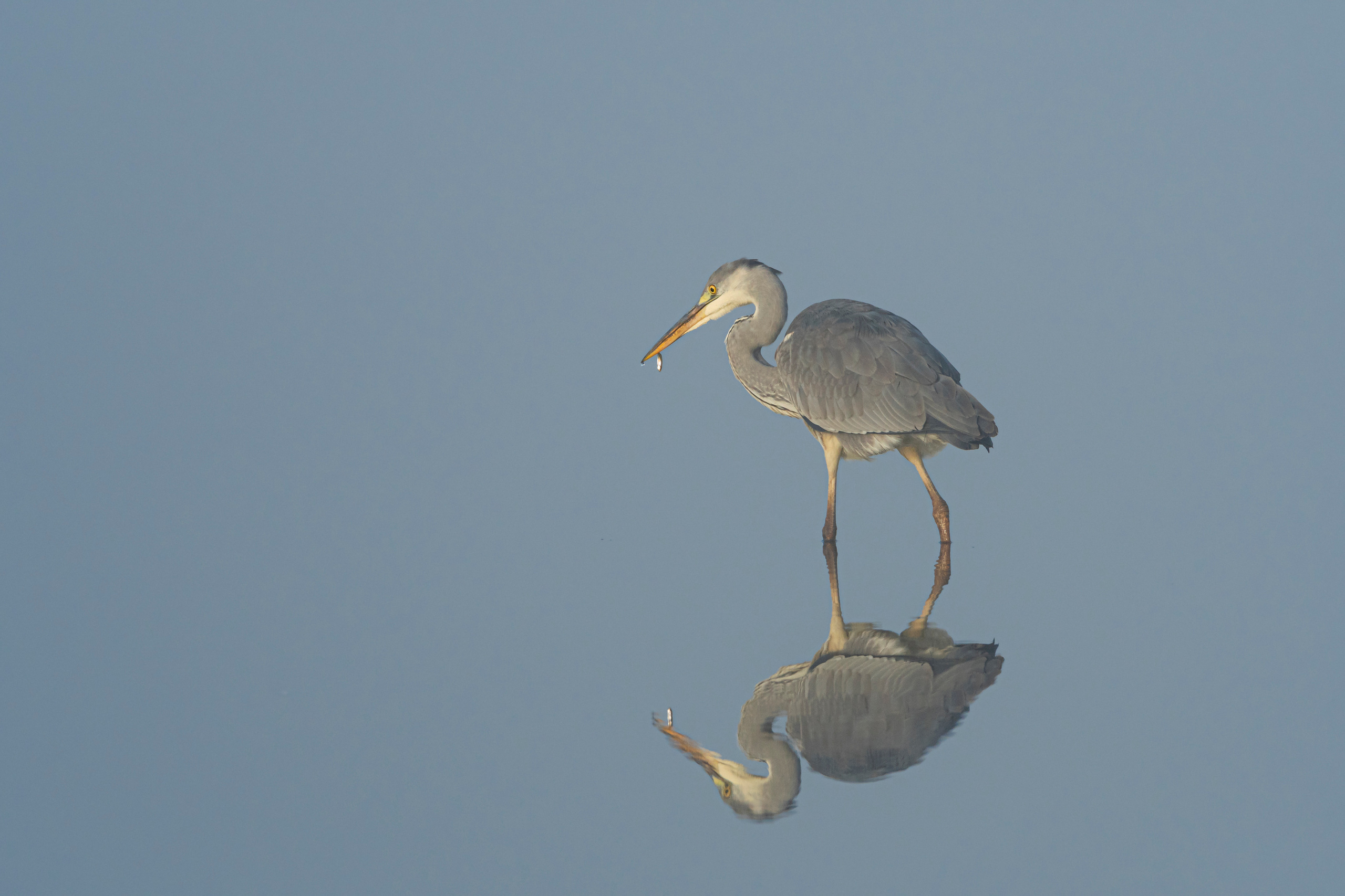 Natural Colour Prints