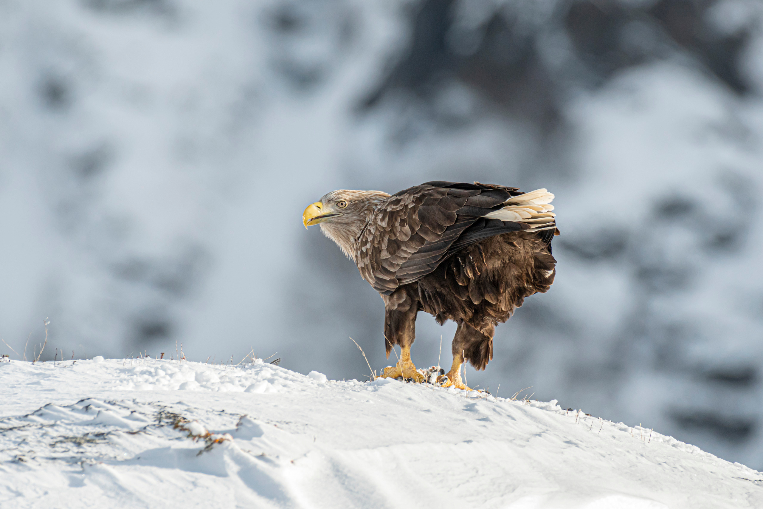 White-tailed eagle n flight, Jūras ērglis, орлан-белохвост, Haliaeetus albicilla. White-tailed eagle, Jūras ērglis, Aleksejs ŠarIpins, Aleksey Sharypin, Norway