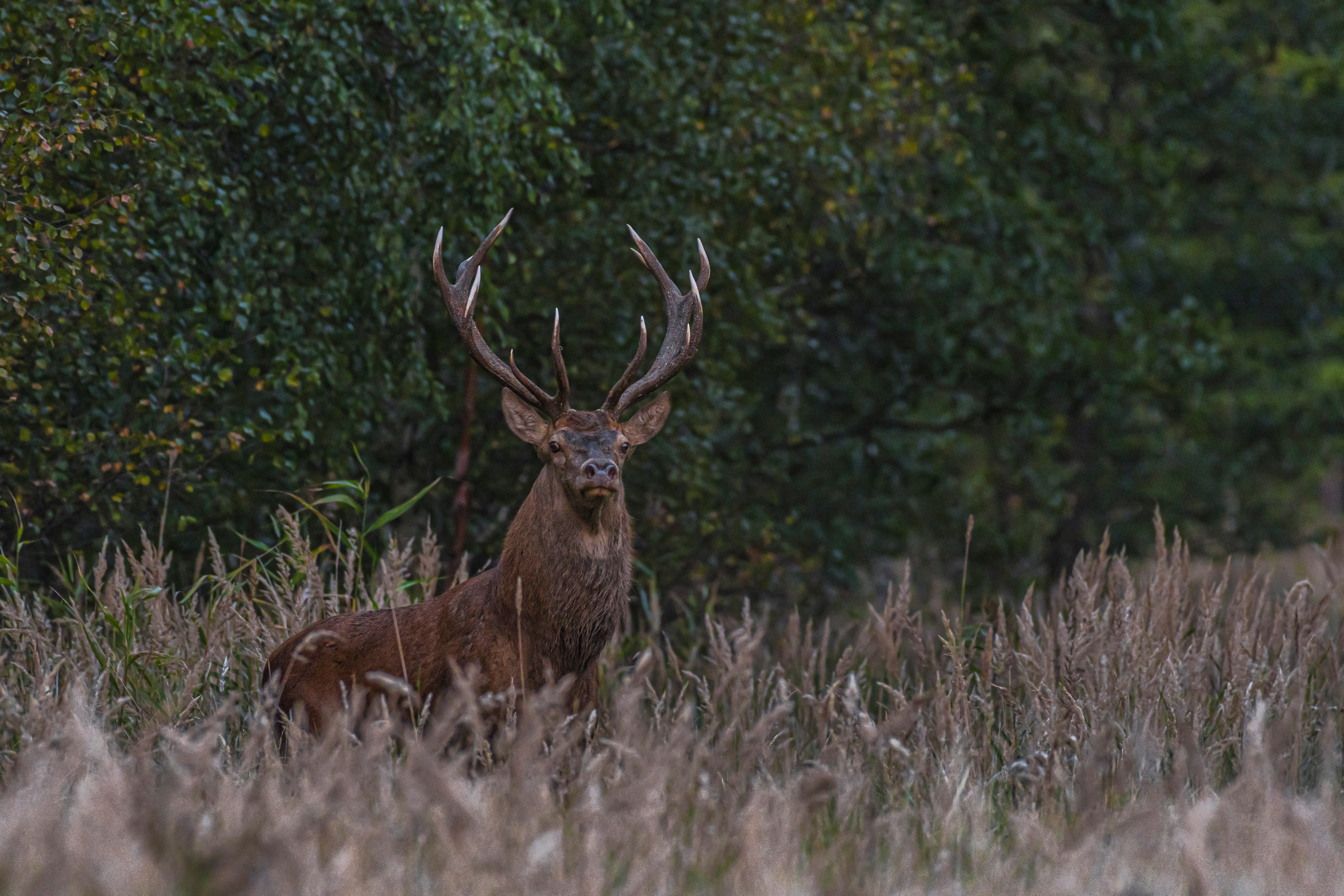 My red deers gallery
