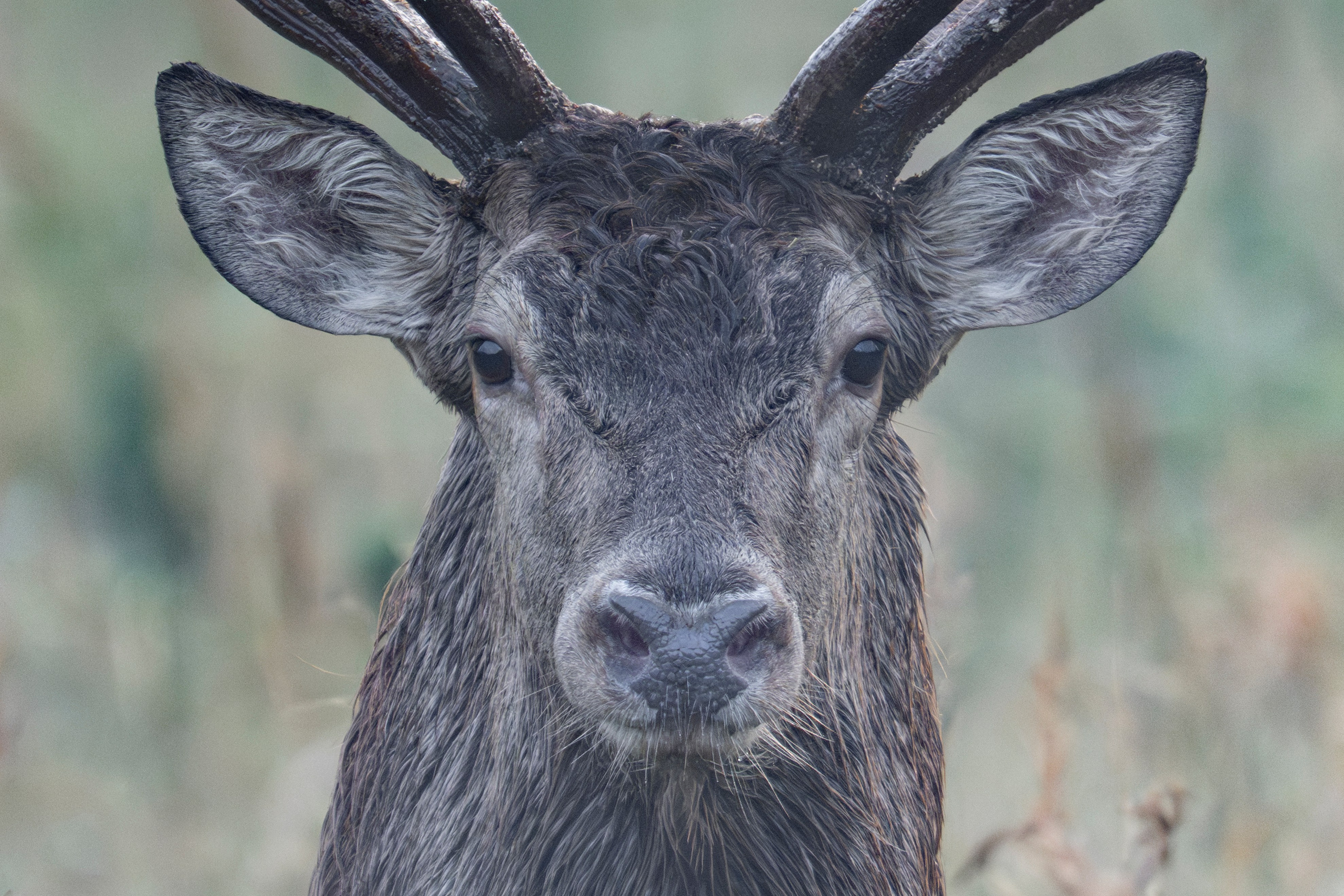 My red deers gallery