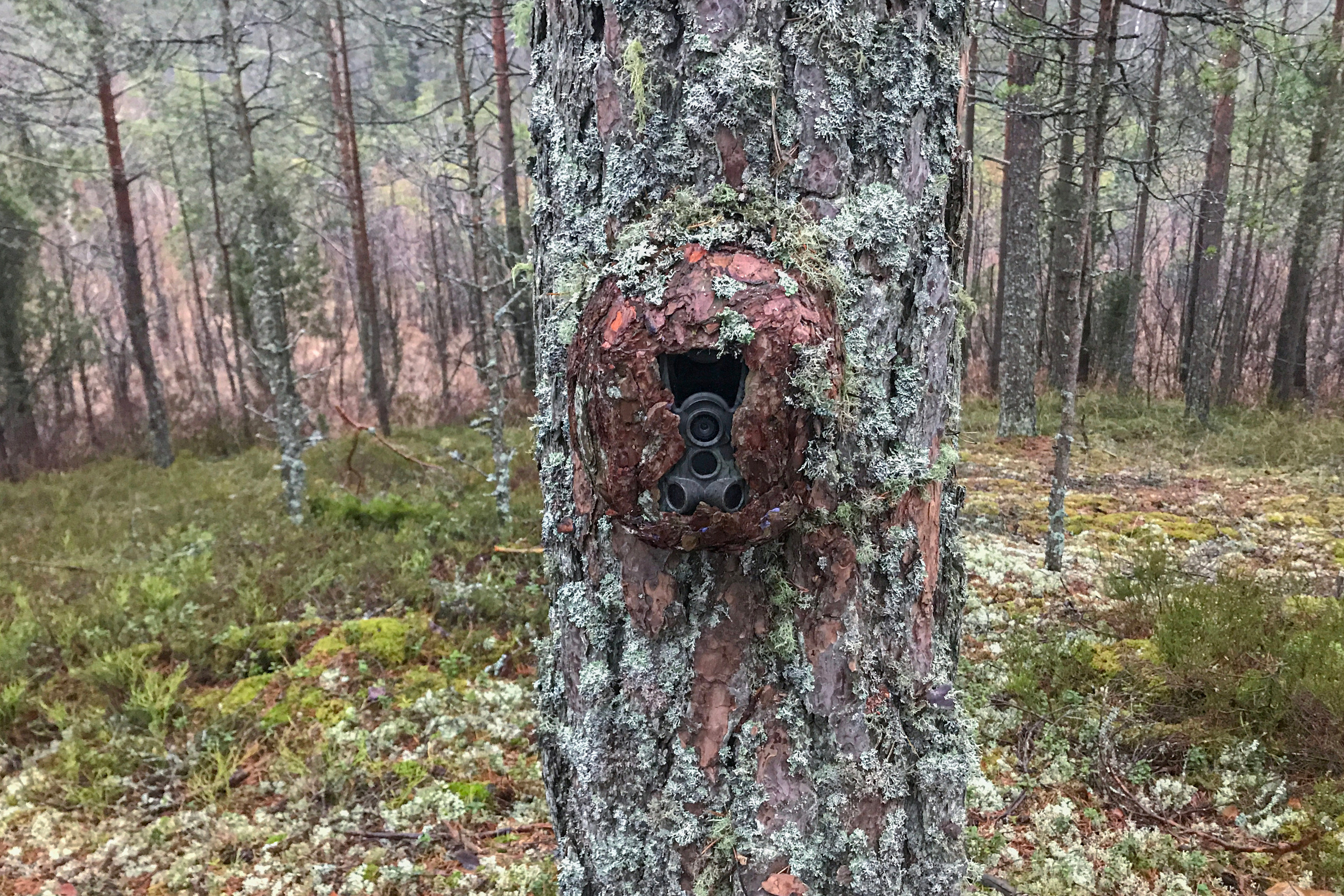 My Equipment & Techniques. My Wildlife Story