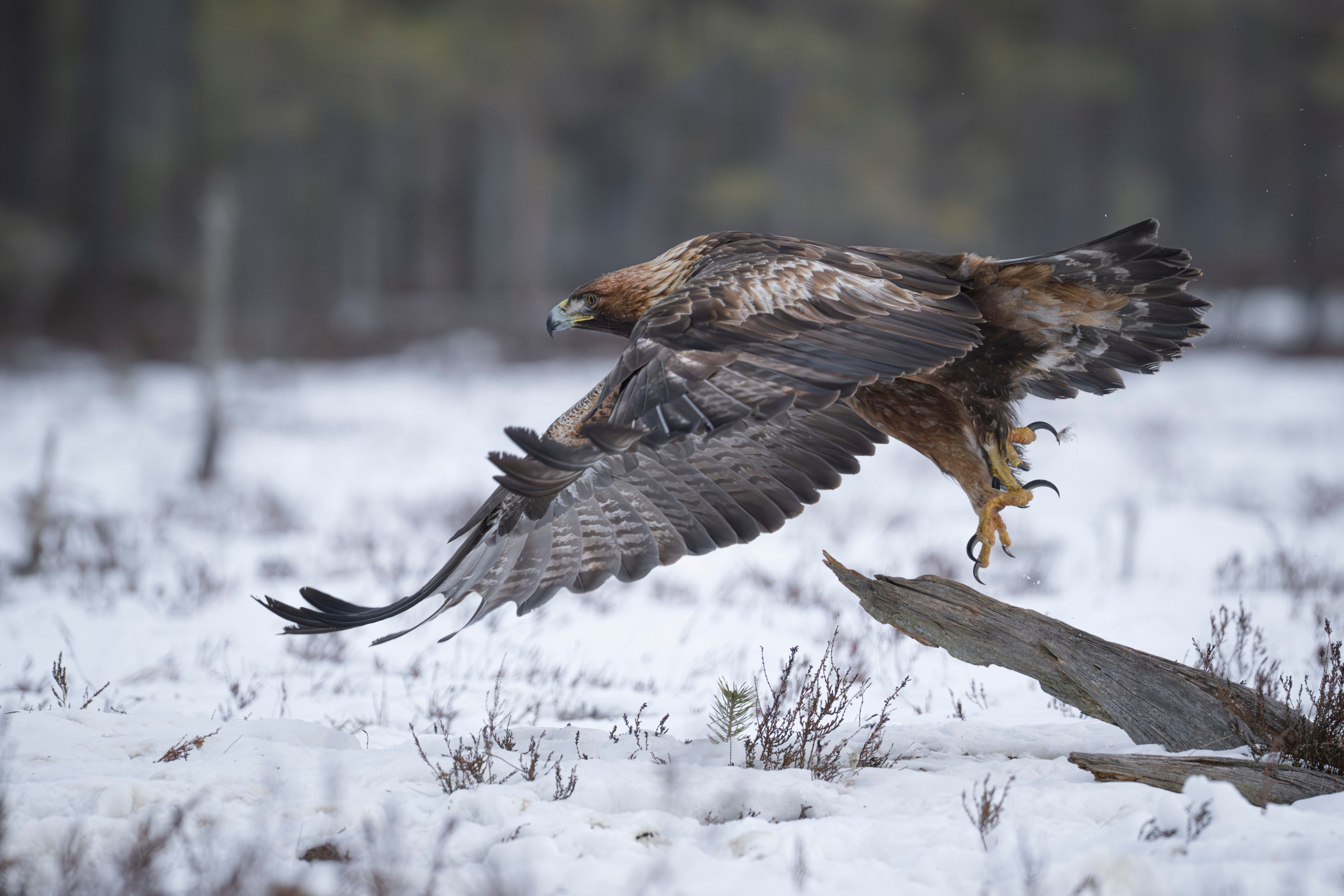 Aquila chrysaetos, Klinšu ērglis, klinšu ērgļi Latvijā, bildēts Latvijā, fotografēts Latvijā, Golden eagle, Беркут, Kungsörn, Aleksejs Šarīpins, Aleksey Sharypin.