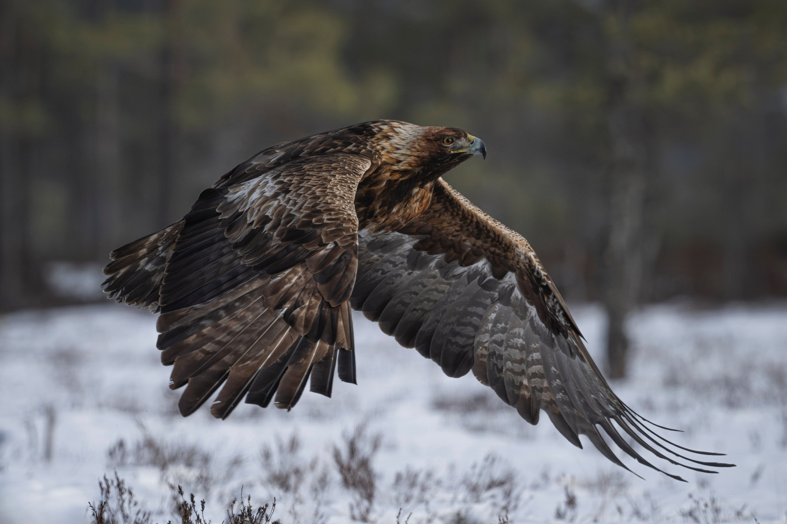 Aquila chrysaetos, Klinšu ērglis, klinšu ērgļi Latvijā, bildēts Latvijā, fotografēts Latvijā, Golden eagle, Беркут, Kungsörn, Aleksejs Šarīpins, Aleksey Sharypin.