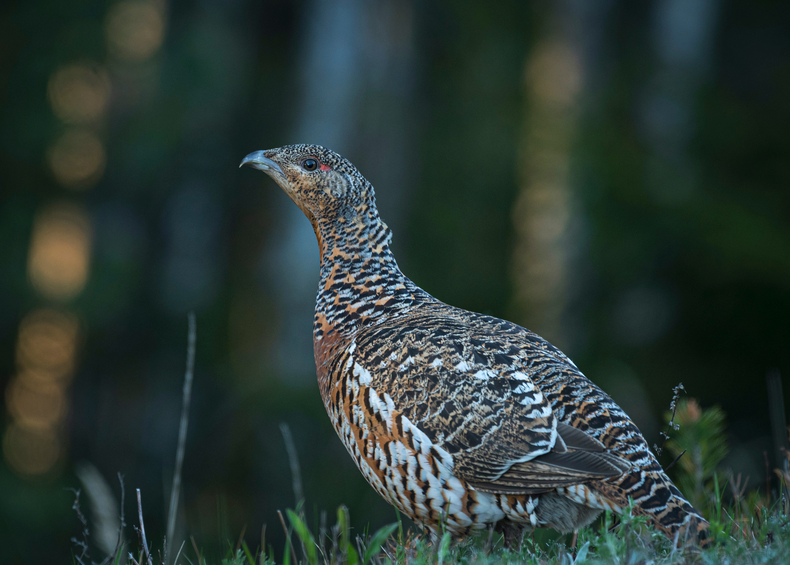 My Capercaillie gallery (Tetrao urogallus)