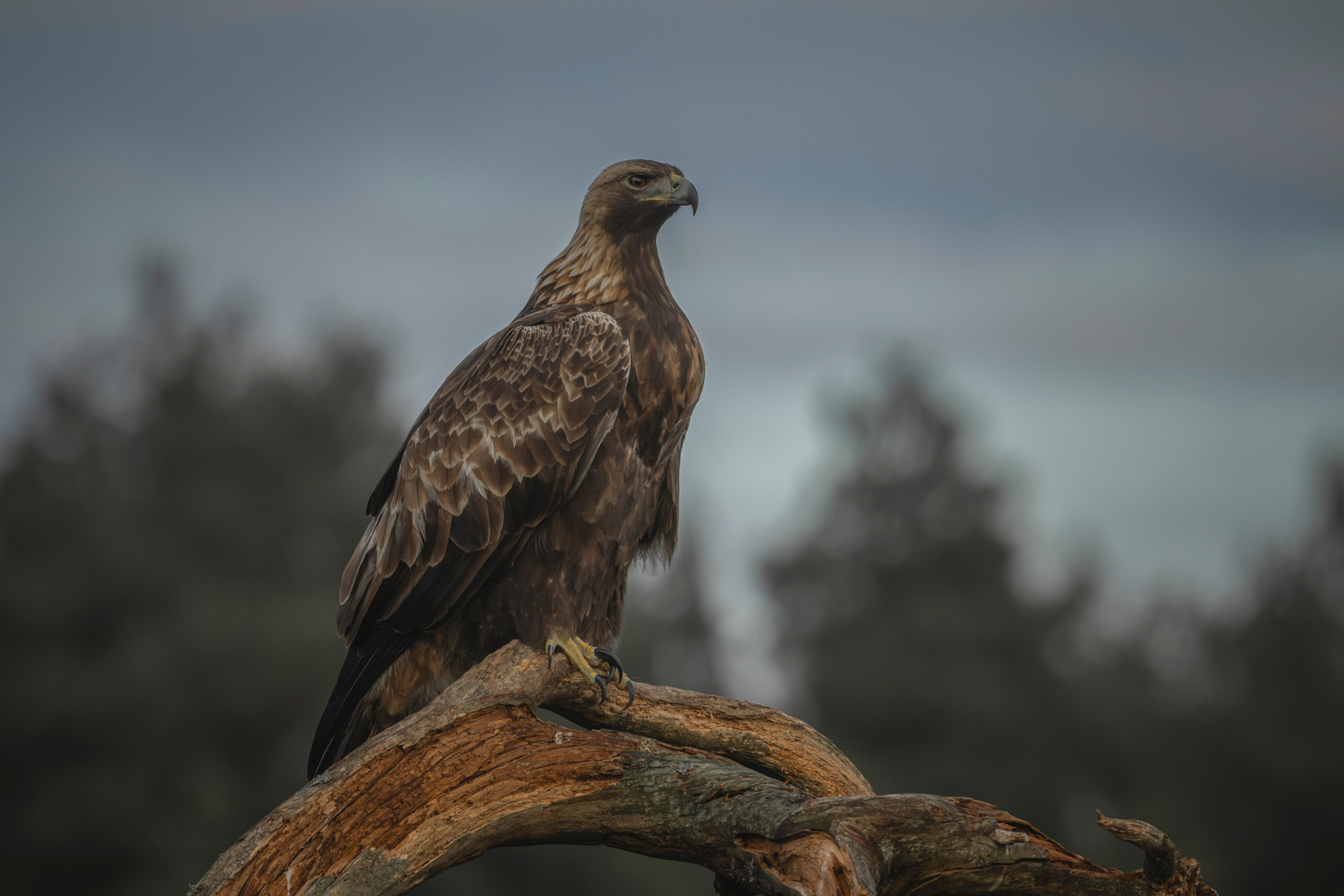 Aquila chrysaetos, Klinšu ērglis, klinšu ērgļi Latvijā, bildēts Latvijā, fotografēts Latvijā, Golden eagle, Беркут, Kungsörn, Aleksejs ŠarIpins, Aleksey Sharypin.
