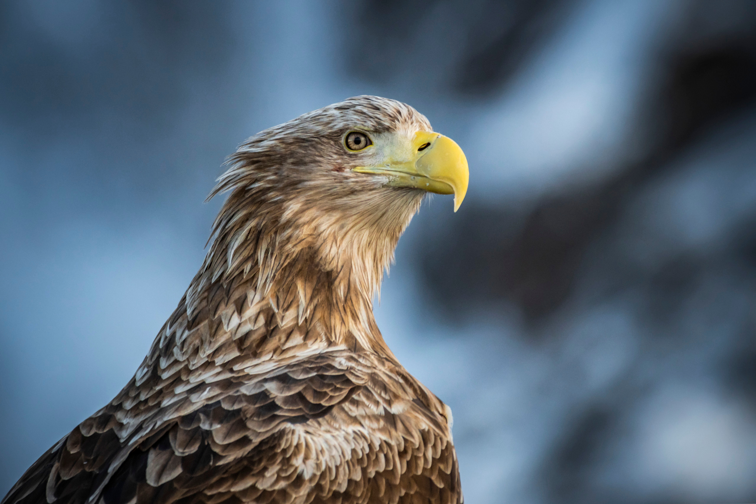 White-tailed eagle, Jūras ērglis, орлан-белохвост, Haliaeetus albicilla, bildēts Latvijā, fotografēts Latvijā, Aleksejs ŠarIpins, Aleksey Sharypin.