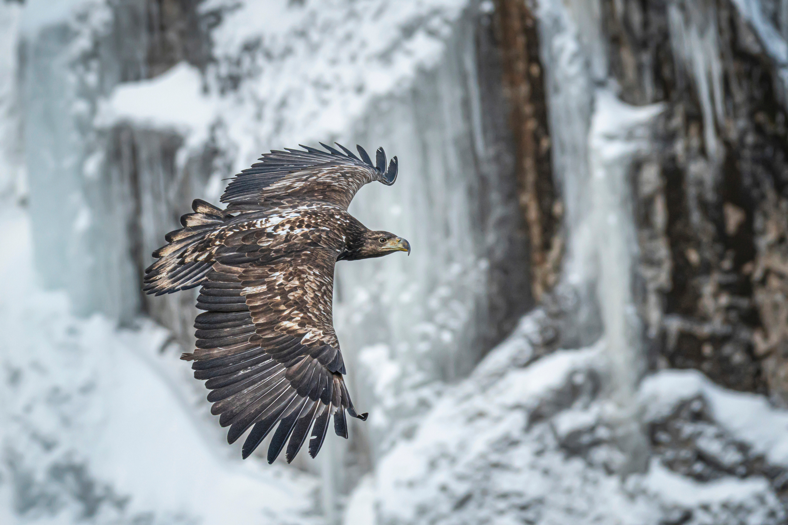 Natural Colour Prints