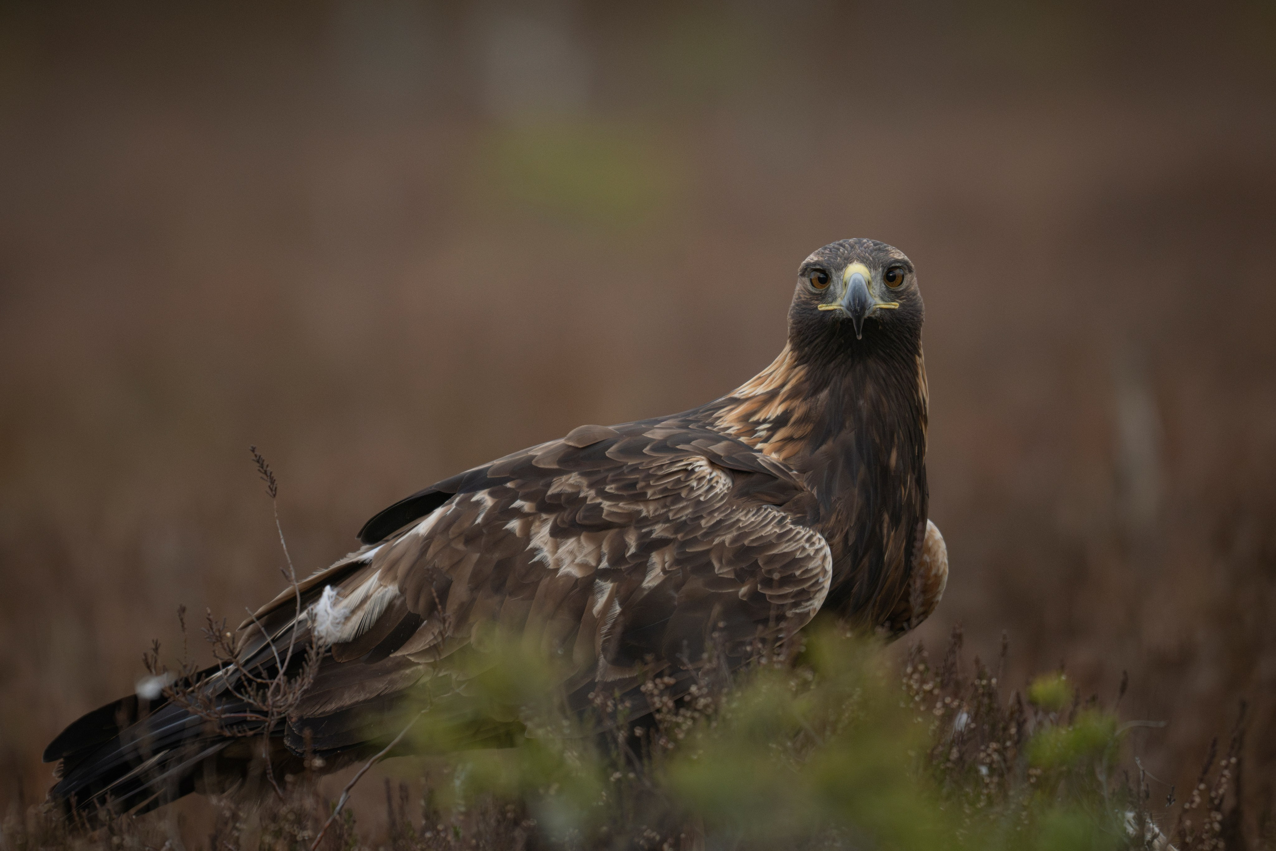 Aquila chrysaetos, Klinšu ērglis, klinšu ērgļi Latvijā, bildēts Latvijā, fotografēts Latvijā, Golden eagle, Беркут, Kungsörn, Aleksejs ŠarIpins, Aleksey Sharypin.